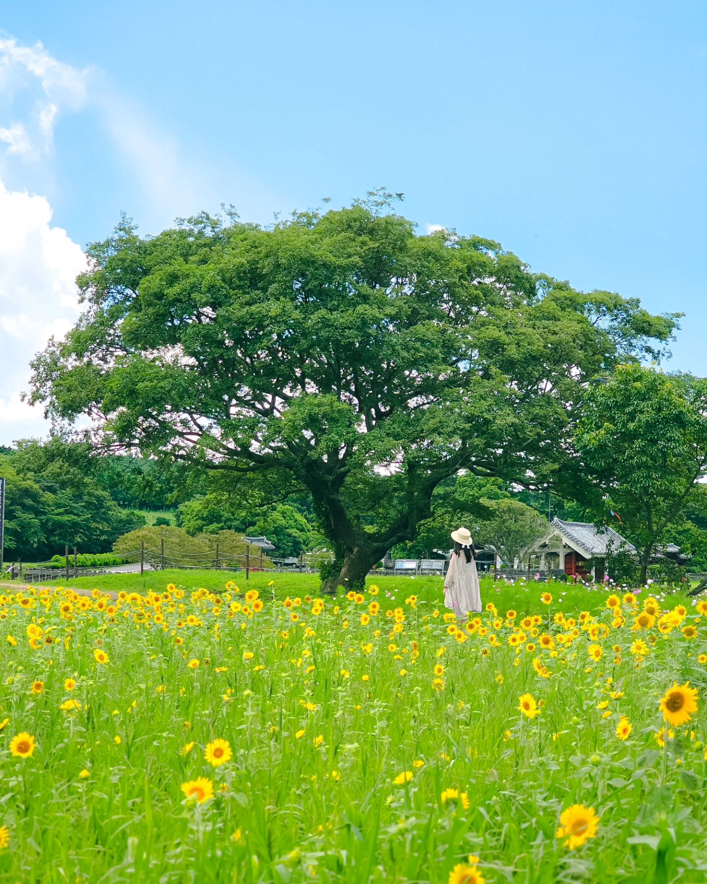 #나를사로잡는순간 🌻 해바라기가 가득한 여름의 제주 💛 

기왕 여름에 가는 김에 해바라기를 보고 싶었는데 
마침 활짝 핀 해바라기와 코스모스까지 볼 수 있어 좋았다. 🌼🌿 

📍 #항파두리항몽유적지
✔️ 제주 제주시 애월읍 항파두리로 50 
✔️ 2024년 7월 25일 촬영 
✔️ Shot on Galaxy S23 Ultra