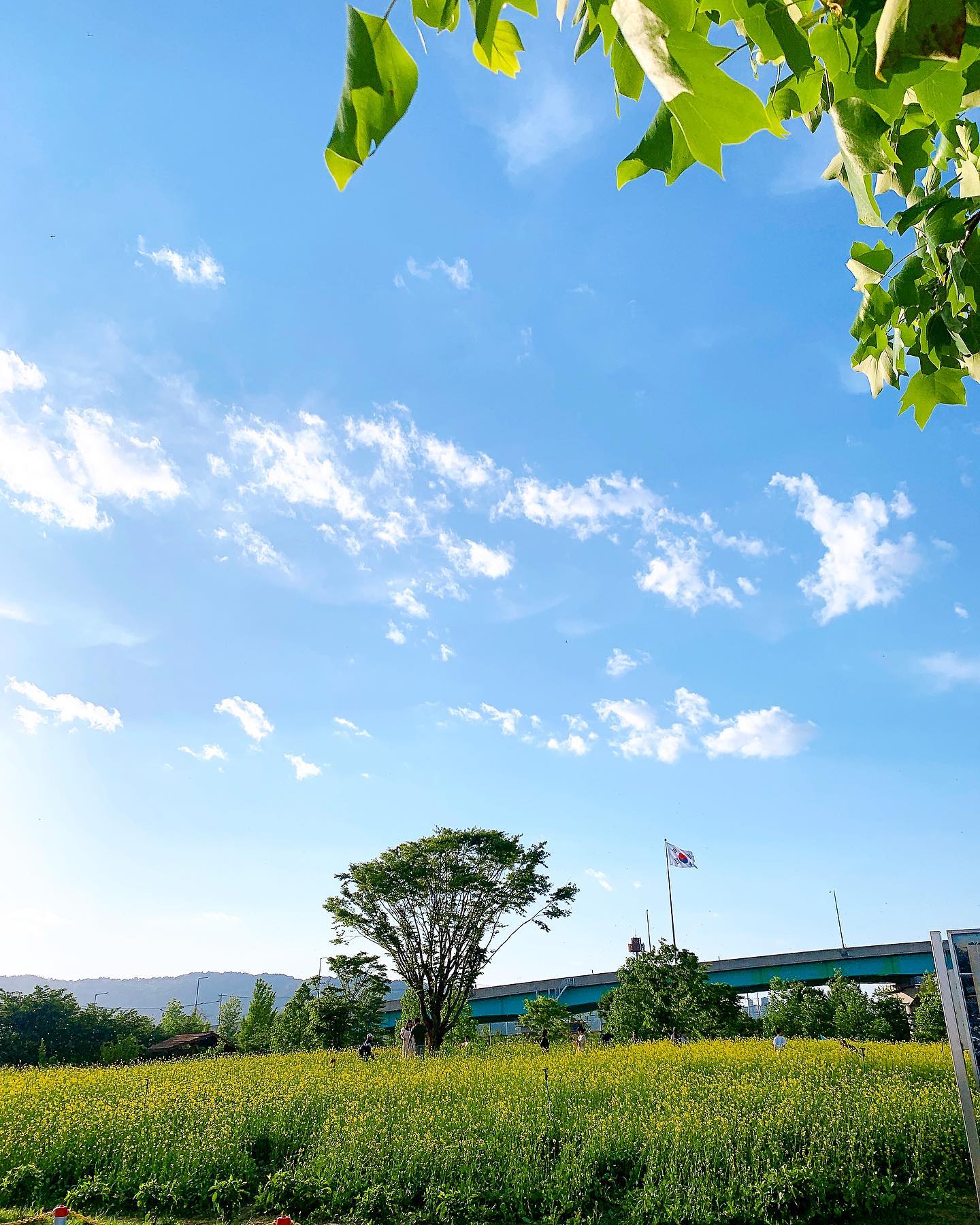 반짝반짝 눈부셨던날☀️✨🌼
.
.
.
.
.
#주말 #일상 
#한강 #한리버 #날씨좋다 ☀️
#구리한강시민공원 
#유채꽃축제 🌼 #꽃예쁘네
#꽃이이쁠나이 #귀엽네
#벌레와함께 #찰칵 📸 #저리가 😣
#모히또가서몰디브한잔 🍸
#청량감 #시원하다 🍃 #딱좋다 
#완벽하다 👍🏻👍🏻