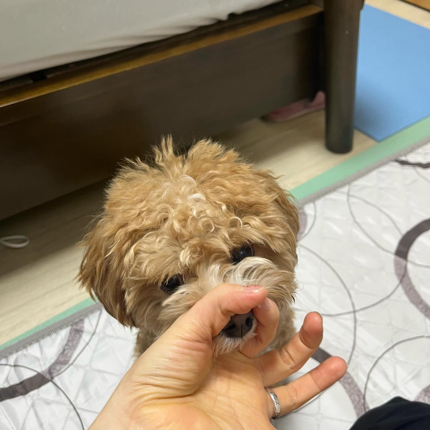 리치가 잘하는 개인기 자랑타임🐶
코, 손, 브이 (박수👏)

#댕댕이개인기발사 #개스타그램 #집사스타그램 #강아지  #일상 #반려견 #말티푸 #반려동물 #❤️ #집사소통 #cat #neko #daily #fff #pet #catstagram #catlover #petsagram #댕댕이 #댕댕스타그램 #아기댕댕이 #견주소통 #견주스타그램 #견주일상