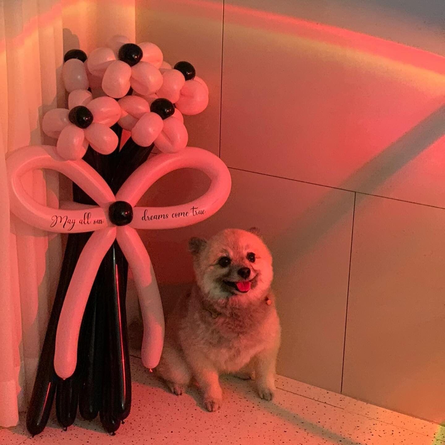 멍청이 모임있다고 예쁘게 미용 시켜줘서 고마오 🤍
덕분에 미모 열일해쓤댜 〰️🐶🐶🩷
