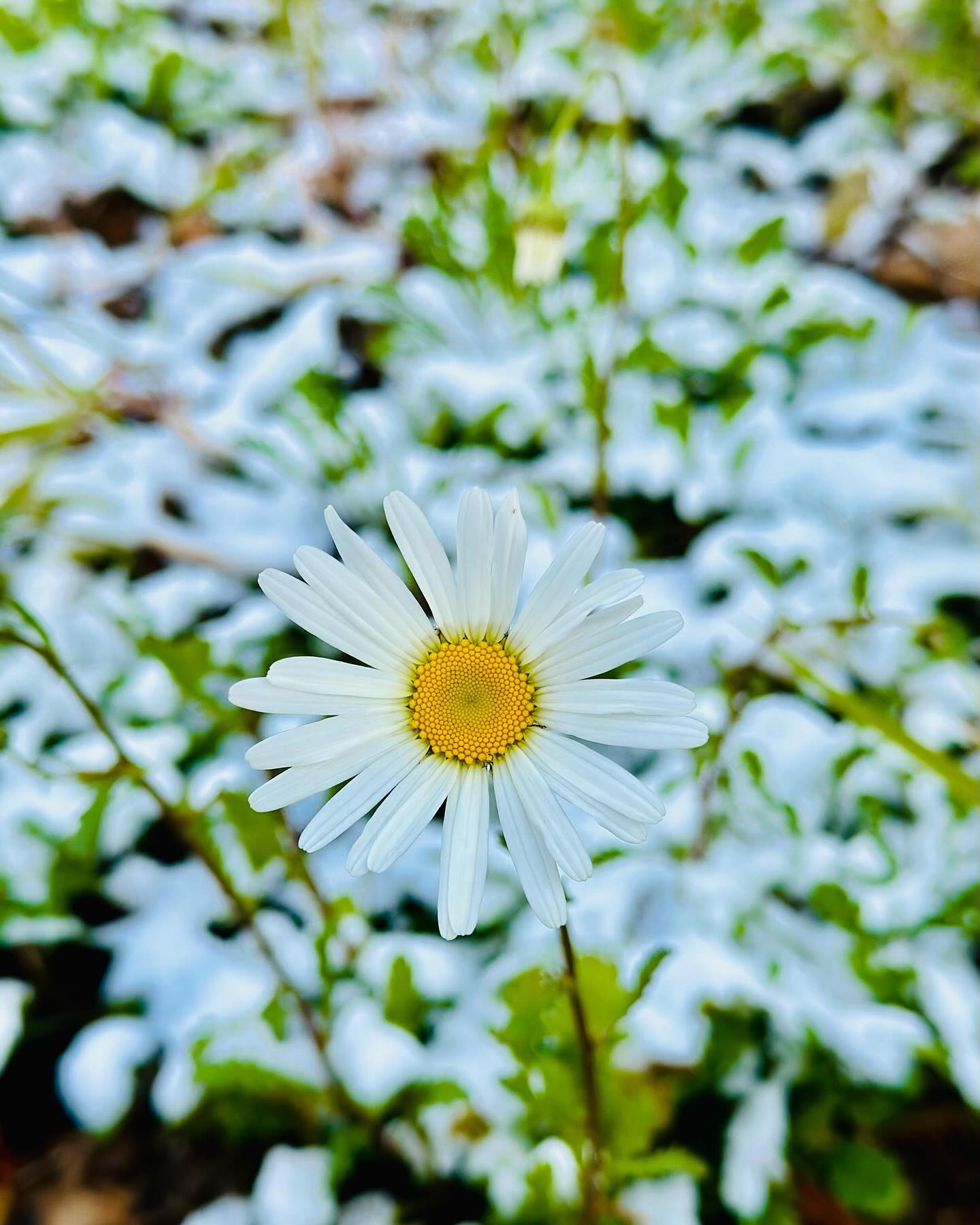 첫눈오던날🌨️