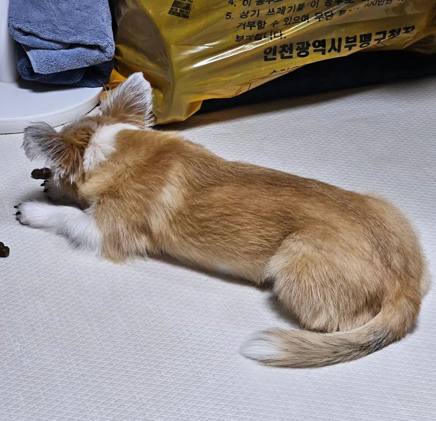 간식지키는중
잠들지못함 
바라야 엄마가 안뺏어먹을게 미아내