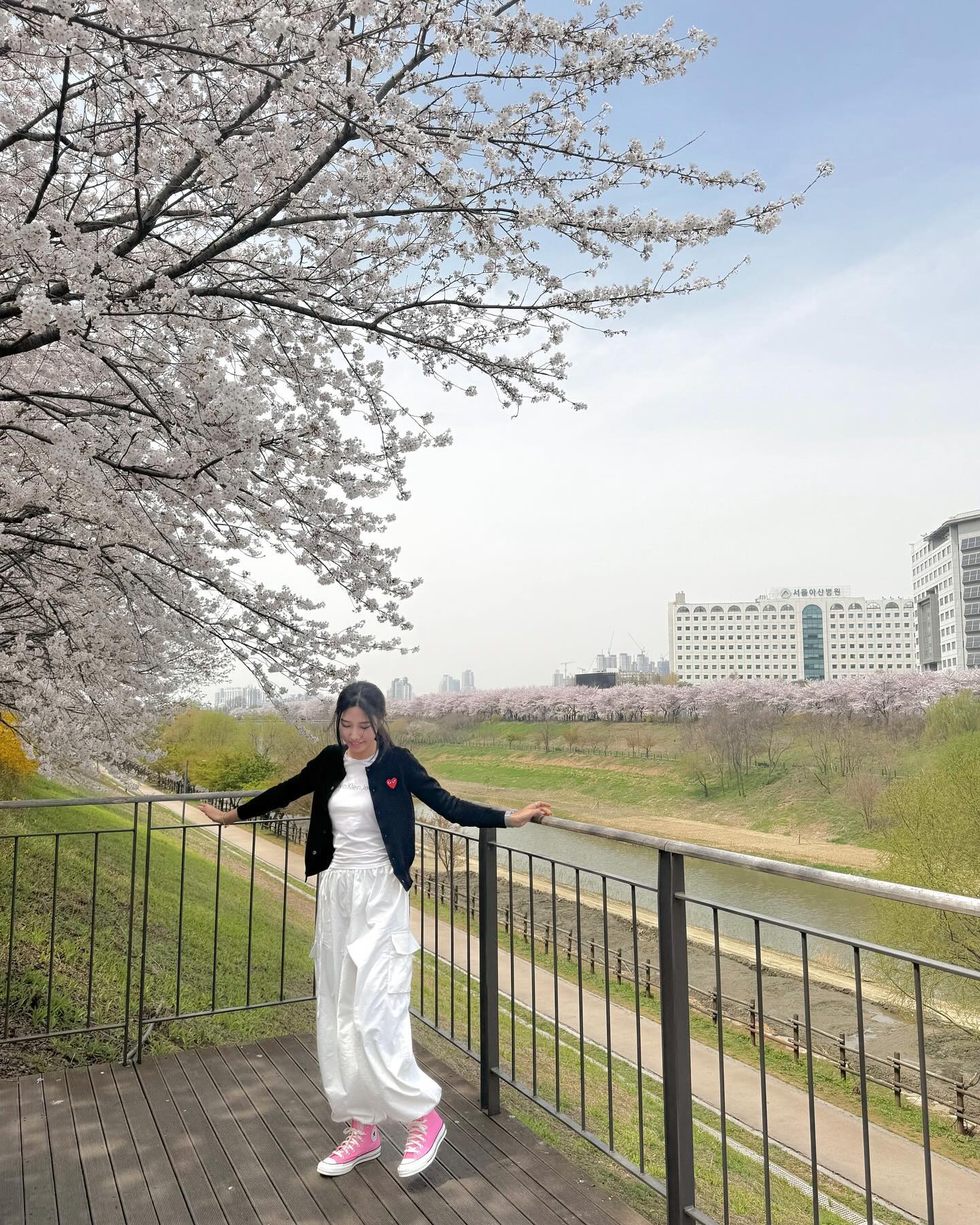 사람도 없고 너무 예쁜 벚꽃 터널 ..🌸