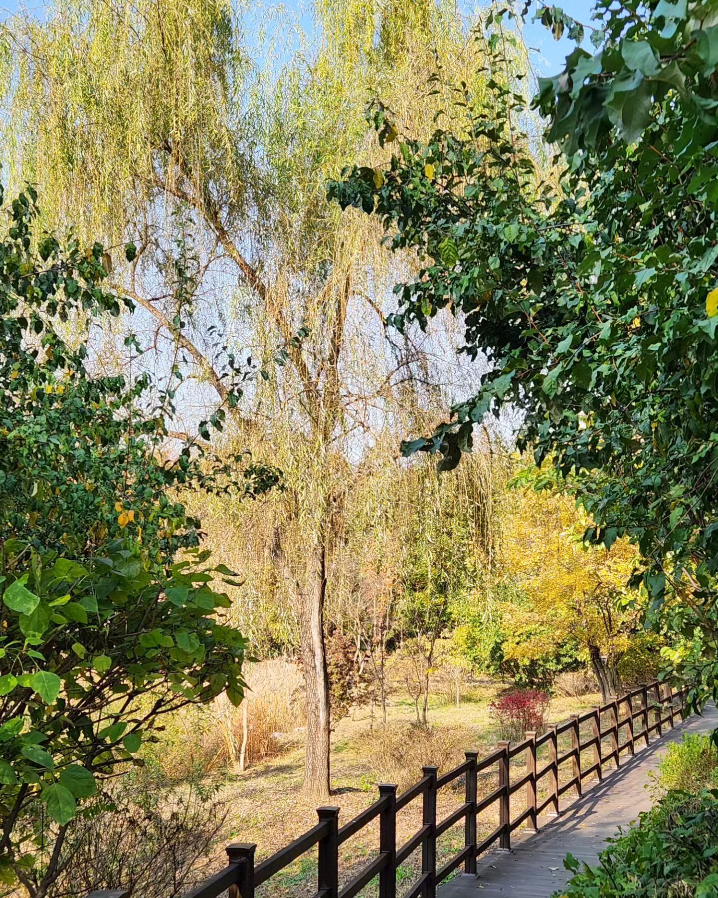 이맘때 가장 사랑하는 우리 동네 공원
.
.
.
#autumnvibes🍁