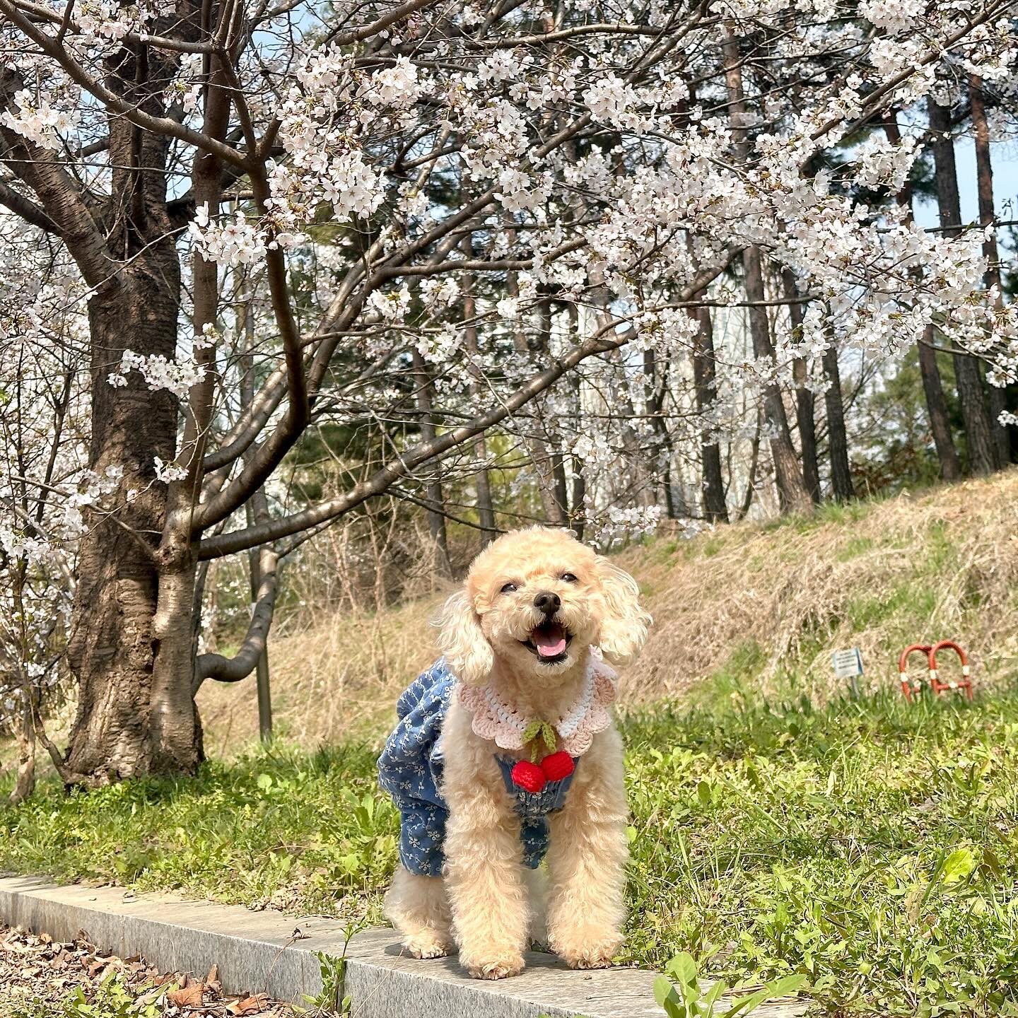 벚꽃길🌸