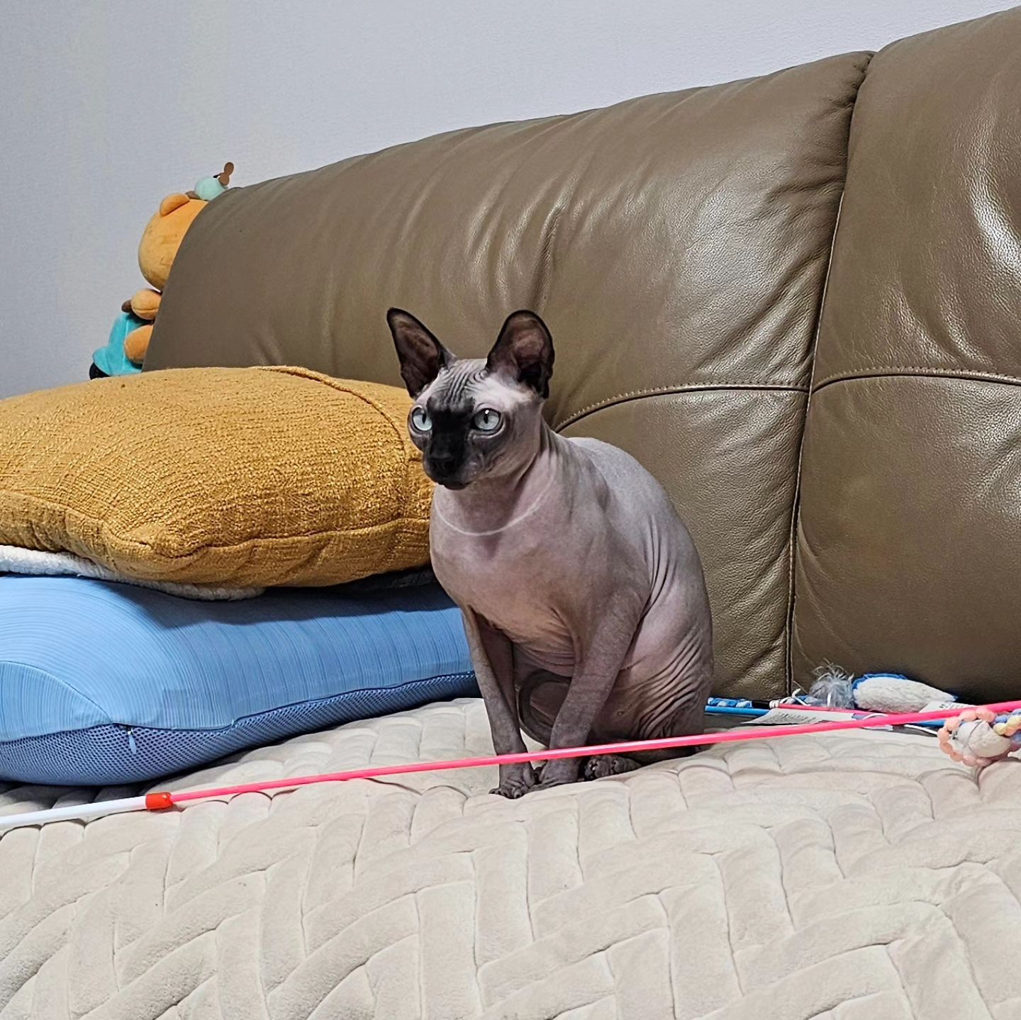 길다 길어

wooz_fam 

#cat#냥스타그램#スフィンクス猫#sphynxcat#스핑크스고양이#반려묘#狮身人面像猫#고양이#폼피츠#스피츠#포메라니안