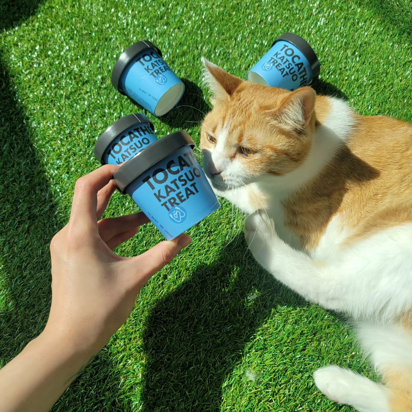 #제품제공  맨날 닭과 북어만 먹다 새로운 가쓰오 트릿에 맛에 놀라버린 오순송송🐱🐭

손은 잘 해줘도 코는 지인짜 잘 안해주는데 오랜만에 오순송송 재롱 실컷봤네요

2주간 급여해보니
단단해서 사냥놀이후 이리저리 휙휙 던져주기도 좋고
먹이퍼즐에 사용하기도 적합했어요

입맛에 맞았는지, 퇴근하고 보니 한통을 홀라당 훔쳐먹었더라고요😢

고영들에게 새로운 맛을 보여주고 싶다면  내꼬냥 가쓰오트릿 어떨까요?💕

🏷naekkonyang

#가쓰오 #고양이트릿#미니트릿#고양이간식#먹이퍼즐#가쓰오트릿