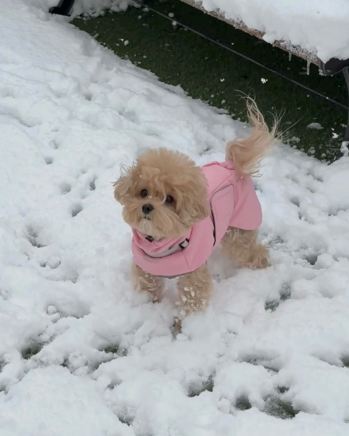 ☃️🥔