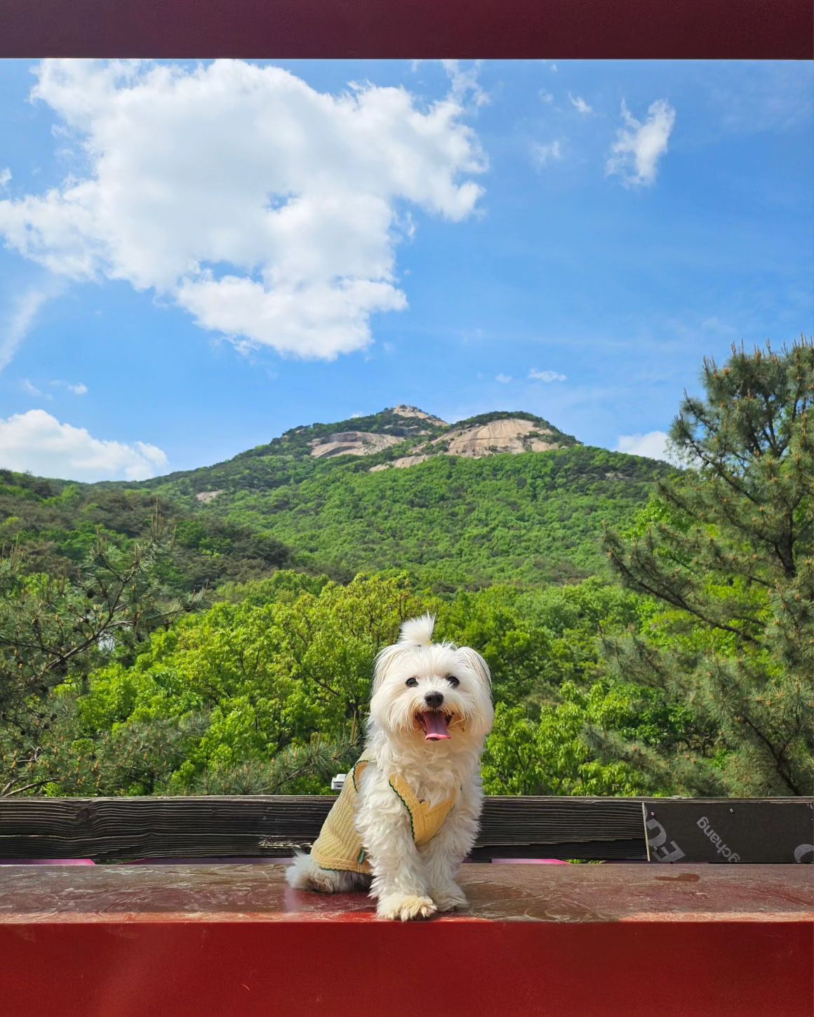 포브스 선정 제일 귀여운 강아지🐶
