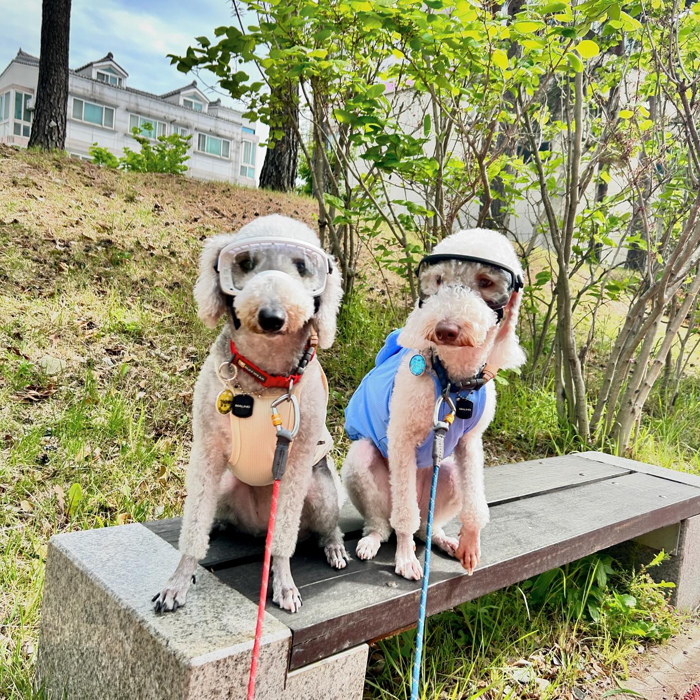 뽀뽀보다는 조금 강하게 키우기🐶🥹💙 
바름이 꽃가루 알러지때문에 얼른 씌우고 산책 
단아는 그냥 들이밀어서 다칠까봐 세트로 씌우고 산책 

산책을 하루에 세네번 나가면서 잔디에 행여나 눈긁히고
다칠까봐 조마조마했는데 펫페어에 견체공학 온다는말에 
바로 댕겨왔찌모 🐶🫶 
계속 쓰고 나가고 연습해서 둘다 양쪽눈 지켜보자😎
컬러렌즈로 바꾸는 날까지 하이띵💖