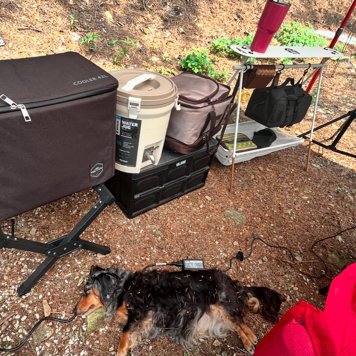 더위에 지친 뭉콩이를 위해
🏕️

#유식물원캠핑장 

#뭉탱❤️ #콩장❤️ #똥뭉탱❤️ #개콩장❤️ #반려견동반여행 #반려견과함께나들이 #닥스는사랑입니다❤️ #닥스훈트 #데플닥스훈트 #데플단모닥스훈트 #데플장모닥스훈트 #Dapple #Dachshunddaily #Dachshund #Dachshundlove  #Dachshundstagrams #dappledachshunds #doxie #dogstagram  #댕팔맞팔 
#ダックスフント