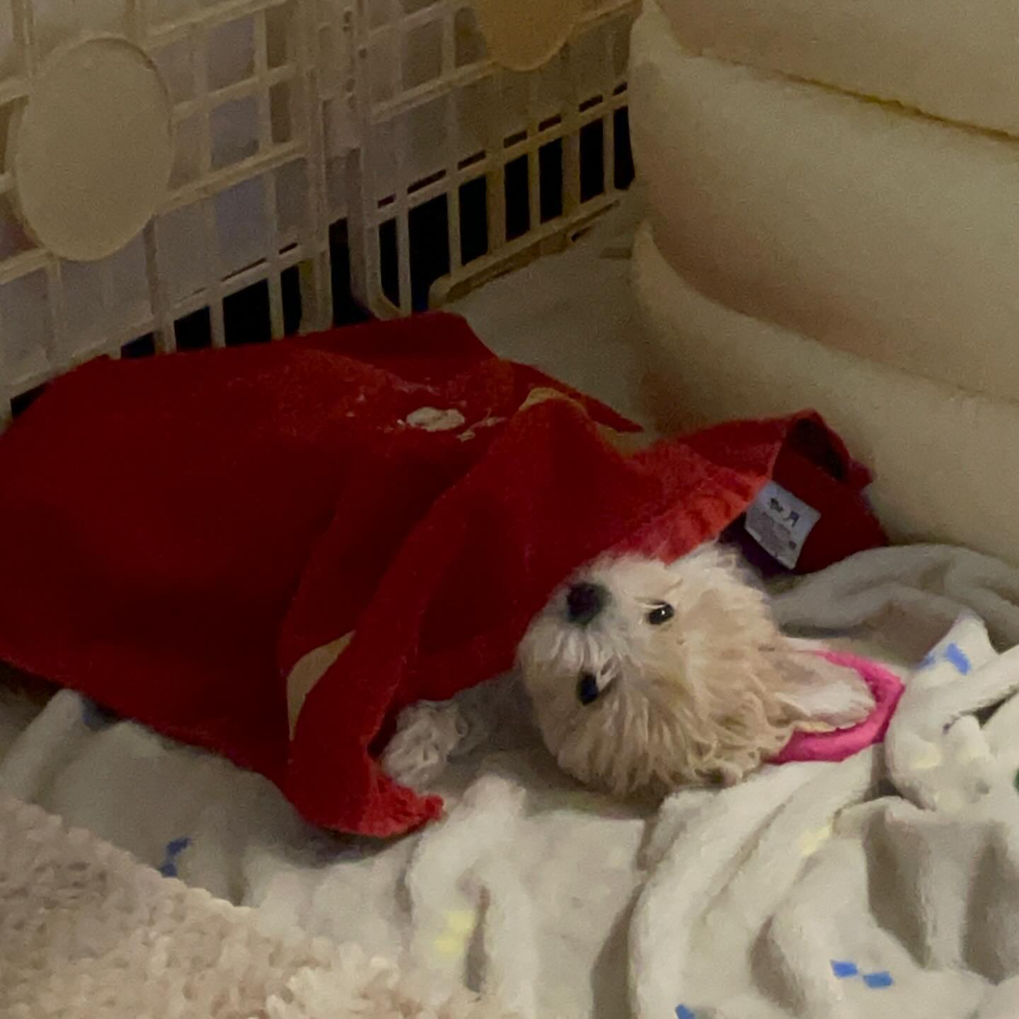 세상에서 제일 귀여운 강아지랑 살고 있습니다 🐾
그의 이름은 하품! 🫧