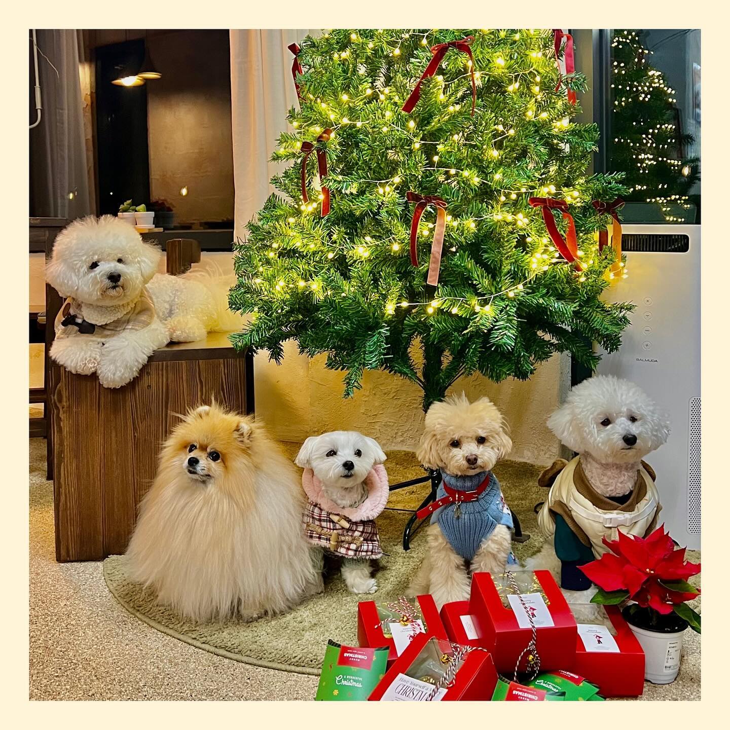 #🎅🏻#🎄#🍪

산타이모🫶
클스 주간 스타트 함께했어요🪽

별이도 다음엔 나란히 앉아서 사진찍자🥲 
별이 청년 리본도 달고 걸그룹 되봐써여 😅

#멍스타그램#강아지모임#행주산성
#카페#비포레#강아지동반카페#오늘아님