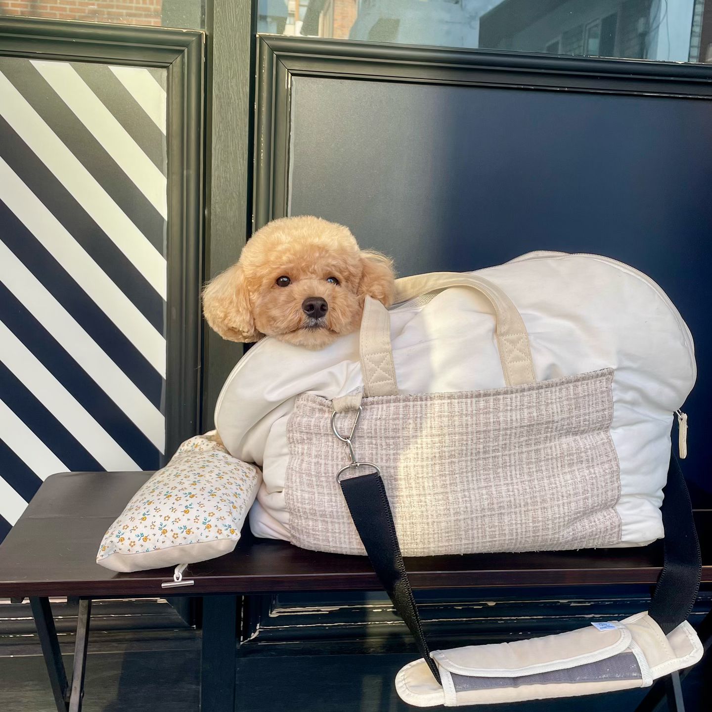 미용했다오🐶♥️