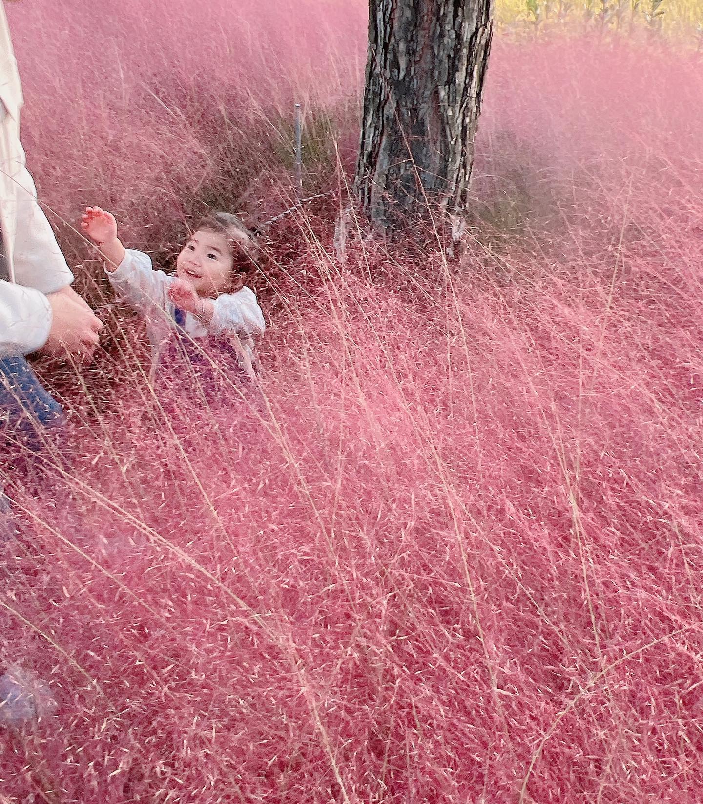 핑크뮬리 속 용용🌸💗

인스타 얼마만이얏,,,
이사준비하랴 업로드가 뜸했던 기간동안 
울 용용이는 더 컸죠?
말이 많아지면서 그만큼 말을 안들어요,,

그래두 요즘 애교가 늘어서 초콤 이뽀👉🏻👈🏻
#엄마눈에만