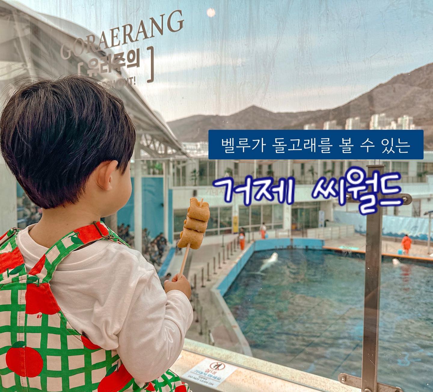 #협찬
 
대형 아쿠아리움 부산 여수 서울 사천 뭐 다 다녀와봤지만
볼거리가 아무렴 많아도 애가 관심있는 분야가 확실하면🥸
그 부분을 중점적으로 보는게 훨씬 기억에 남는것 같더라구요!
 
그래숴! 벨루가와 돌고래를 메인으로 강력하게 인상에 남는,
#거제씨월드 다녀왔어요👨‍👩‍👦
 
✔️1층 파충류 전시관
파충류 좋아하는 친구들 많죠?
다양한 파충류가 전시되어있고, 색칠놀이 하는 공간도 있었어요

✔️2층 야외공연장
돌핀&벨루가 프레젠테이션🐬 주말기준 오후 12시, 15시에 가시면 돌고래와 벨루가를 만날 수 있어요
 
✔️3층 고래랑🐳
돌핀&벨루가를 보며 먹을수 있는 음식점 고래랑
점심을 건너뛰고 가서 배고파했는데 어묵먹으며 잘 봤어요
 
✔️ 3층 추억여행관
옛날 컨셉으로 꾸며진 포토존! 세트장처럼 잘 꾸며져 있어서 사진도 찍고 잘 놀고 왔어요😁
 
재밌었는지 다녀와서도 내내 씨월드 이야기를 하더라는,,
주말에 콧바람 쐬고 싶을때, 경남권 분들은 가까우니 마실삼아 한번 다녀오심 좋을듯 해용 :) 
 
🏷️ 거제씨월드 geojeseaworld 
 
#이다미랑가자 #시네의스며드는블로그 
#거제씨월드#거제여행#거제도가볼만한곳
#거제데이트 #거제핫플 #거제맛집 #거제카페 #거제
#돌고래#벨루가#지세포맛집#거제현지인맛집