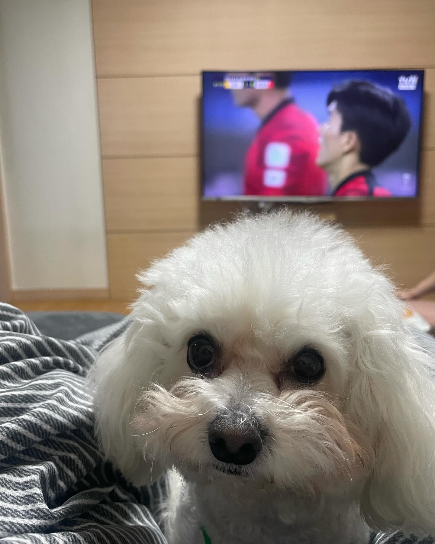 인간아 ,, 이 새벽에 소리지르면 우야뉴...
( 축구 보는 엄마한테 눈으로 욕하는 진주 )