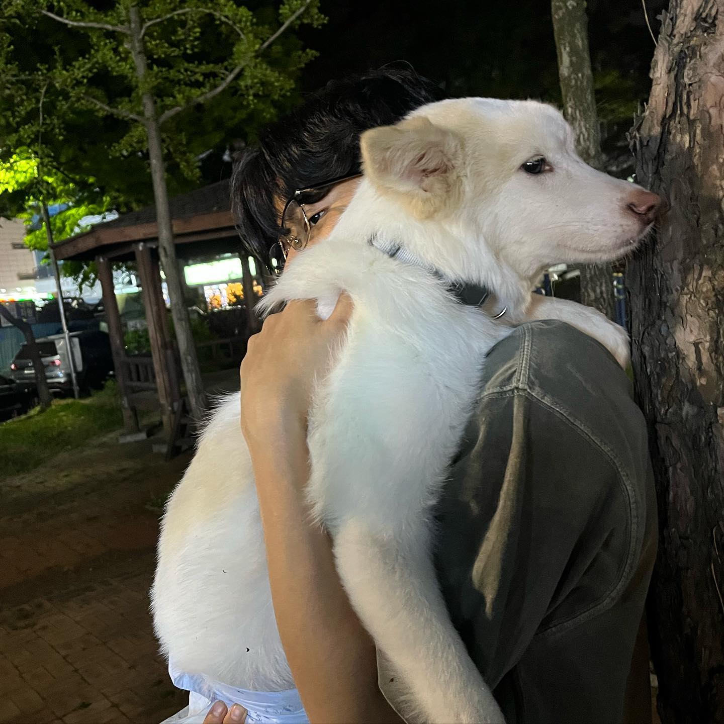 유기견 출신 라떼는 아직 산책이 너무 너무 무서워서 걷지를 못해요😭🐕 줄만 채우면 바닥에 붙어서 발이 다 꺾여도 꺾인 채로 끌려 오기만 합니다 들기만 해도 무서워서 쉬를 지린다거나 해여.. 아직은 집이 가장 안전하다고 느끼고 저희 가까이 오는 건 본인이 기분 좋을 때만 오는데 언젠가 라떼랑 저희 세 가족 멋지게 산책 하고 싶어요❤️ 응원해주세요!