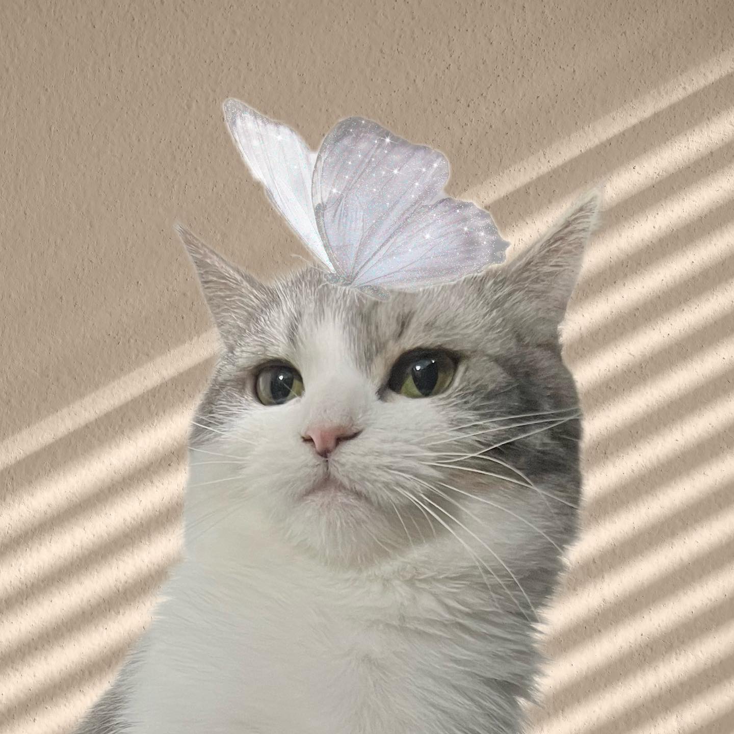 When it comes to photo editing, as the cat butler myself, I put in my heart and soul, despite being all thumbs, to deliver the best result📸🪄
.
.
.
.
.
.
.
.
.
.
#사지말고입양하세요 #고양이 #귀여운고양이 #초보집사 #냥스타그램 #개냥이 #개냥이스타그램 #고양이짤 #냥플루언서 #묘델 #고양이증명사진 #육묘일기 #귀여운짤 #집사스타그램 #dontshopadopt #cat #catlover #catstagram #neko #catoftheworld #catloverclub #meow #猫 #爱猫 #猫写真 #領養代替購買 #猫猫日常 #貓奴 #喵星人 #貓控
