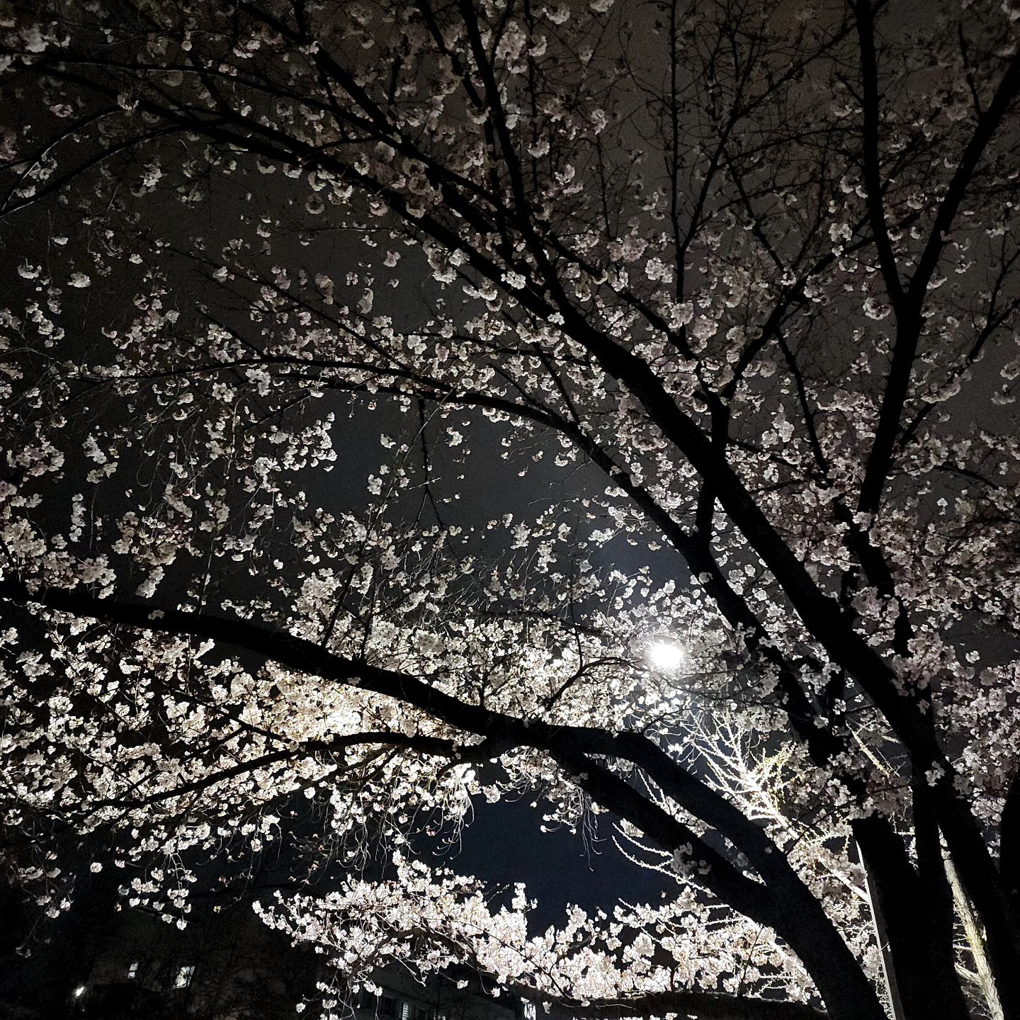 웰컴 봄🌸

오늘 날씨 진짜👍 봄이 왔나봄
내일 비온다고해서 카이스트왔는데
만개하려면 며칠 더 있어야겠근
그래도 넘나 예쁜 벚꽃길☺️
손잡고 걷는 길이 너무 평온하고
밤공기가 너무 달달하당~~

그러나 비맞고 바로 퇴장 엔딩ㅋㅋㅋ
내일 오는거 아니었냐구ㅋㅋㅋ
또 보쟝 벚꽃🩷

#어은동데이트 #카이스트벚꽃 #대전벚꽃
#어은동맛집 #유성맛집 #매력에취한밤
#퓨전한식 #아롱사태전골 #국물이끝내줘요
#미나리새우전 #김치볶음밥 #존맛탱