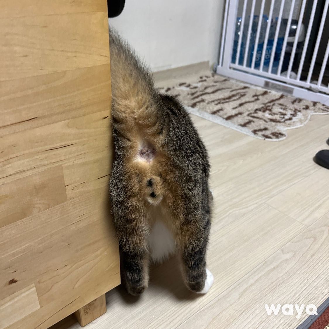 -
와요 펫시터님의 돌봄카드
-
오늘은 응꼬인사로 반겨주는 우리 마로😝

터널속에서 냐옹거리면서
눈에 안보이면 졸졸졸 🐈🐈🐈

제습기 약풍으로 2시간 예약설정하고
츄르탕 먹고 테이블 밑에서 
숨바꼭질하며 놀이도하고

오늘은 특이사항 없이
신나게 잘 놀았네요🤗😻

#방문펫시터 #펫시터 #방문탁묘 #도그워커 #와요펫시터 #펫시터가와요 #방문돌봄 #서울방문펫시터 #서울방문탁묘 #서울방문돌봄 #서울펫시터 #서울도그워커 #경기방문탁묘 #경기방문돌봄 #경기도펫시터 #경기도그워커 #반려견 #반려묘 #강아지 #고양이 #멍스타그램 #냥스타그램 #펫스타그램 #집사스타그램
