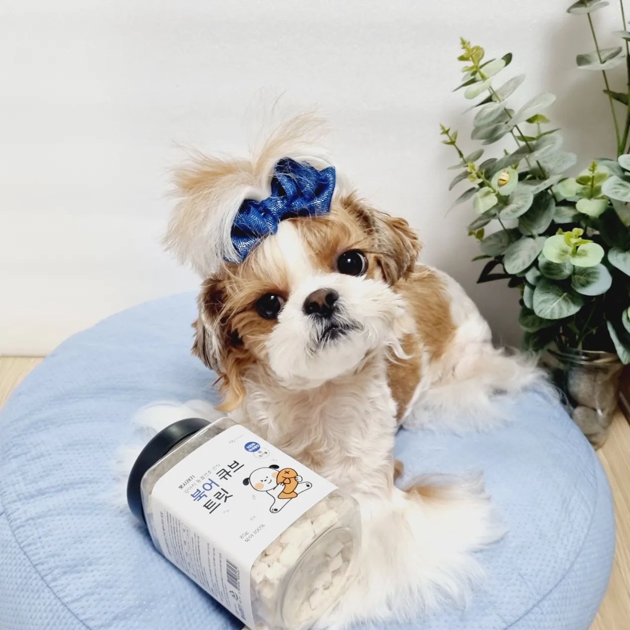 #협찬
예쮸의 간식은 항상 건강식으로 챙겨주려해요. #고마워_뽀시래기
북어트릿은 순수한 무첨가물! 100% 국내제조 동결건조로 영양소는 그대로~~ 한입에 쏘옥~~~!
칭찬간식으로도 좋아요.

평소 식사량과 체중, 활동량에 맞춰
하루 4~5개씩 2~3회 급여하면 되어요.
큐브 그대로 줘도 되고, 사료에 가루로 만들어 주면 
사료도 엄청 잘 먹어서 좋더라고요.
울 뽀시래기들도 환장하는 [뽀시래기 동결건조 북어 트릿]
반려동물 간식으로 추천드려요~♡

.
.
.

#고마워뽀시래기 #뽀시래기 #트릿 #북어트릿 #강아지간식 #고양이간식 #동결건조 #동결건조트릿
#트릿간식 #고양이트릿 #강아지트릿 #애견간식 #강아지선물 #시츄 #귀여운강아지 #강아지모델 #shihtzu