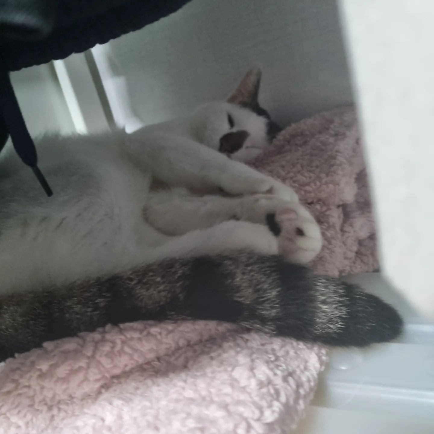 잔다냥~
