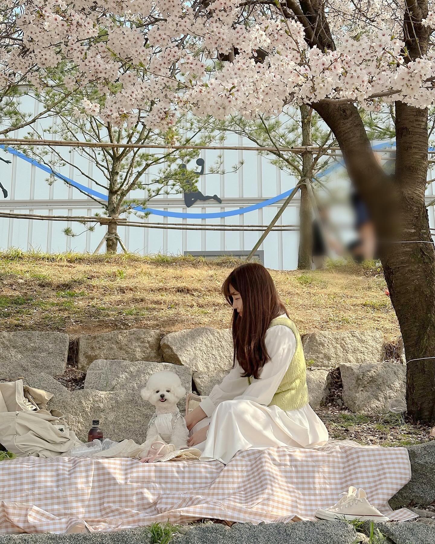 벚꽃나무 아래에서 피크닉하기🧺🌸