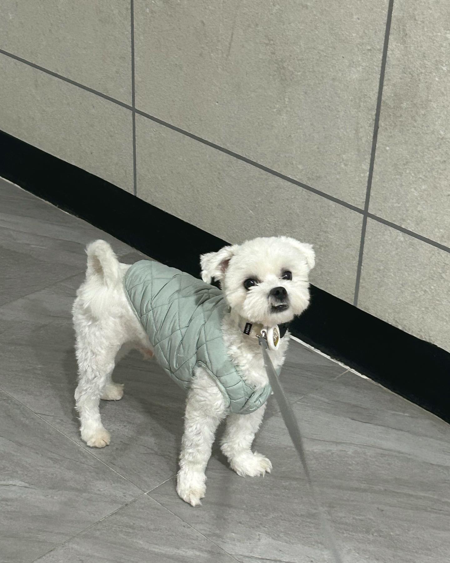 아쒸!! 나 안간다고!!! 안간다고 누나야!!😫

#귀엽네 #아프지마 #귀여운강아지 #오늘의강아지 #귀여운강아지그램 #강아지짤 #강아지ootd #ootd #겨울이니까 #강아지패딩조끼 #강아지옷 #cutedogs