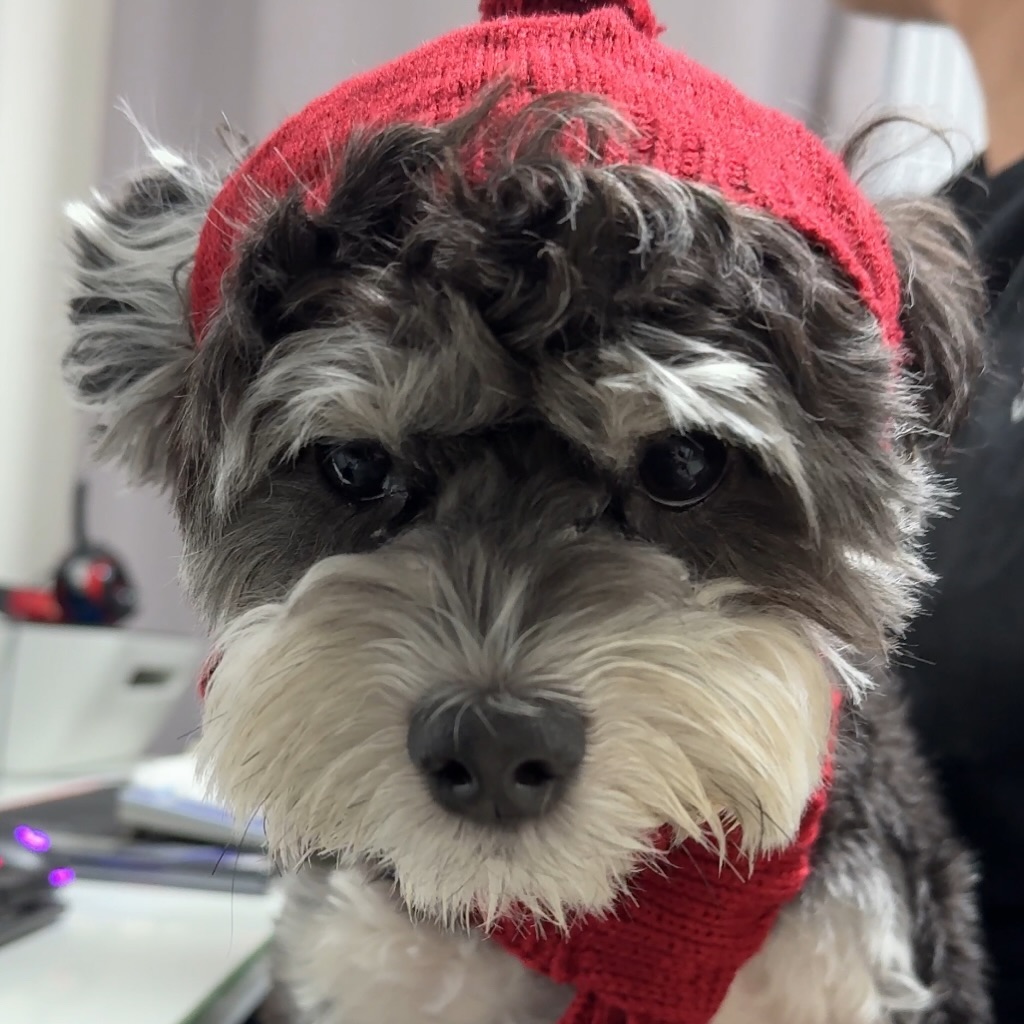 모자 씌워서 기분 안좋은 콜라씨,,🐶