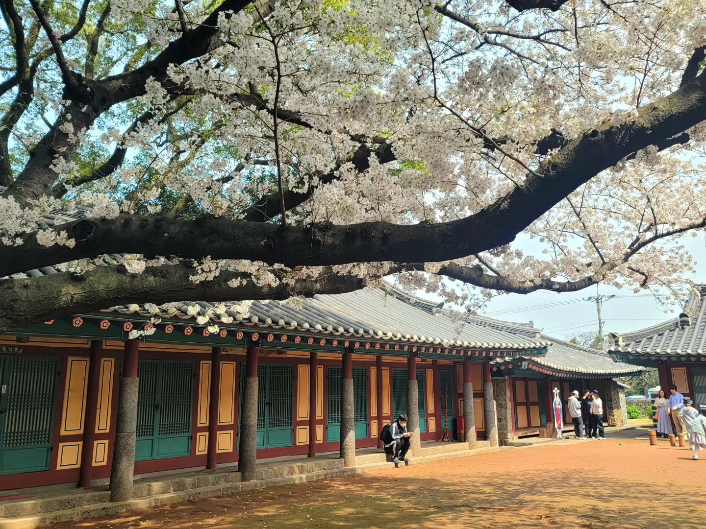 #삼성혈벚꽃 

제주 삼성혈에 벚꽃보러 다녀왔어요. 제주벚꽃 명소로 알려져서 인지 사람들이 많더라구요~ 벚꽂과 가까이 찍는 사진은 줄서서 기다려야할 정도였어요~👍

삼성혈의 위패가 봉안된 사당인 삼성전과 벚꽃이 너무 분위기 있더라구요~
사람들이 이곳을 찾는 이유가 있네요.

분위기 있는 이곳에서 우리 아이들 전통놀이까지 한껏 즐기고 왔어요~🤩

#삼성혈
#삼성혈벚꽃
#제주사진명소
#제주벚꽃