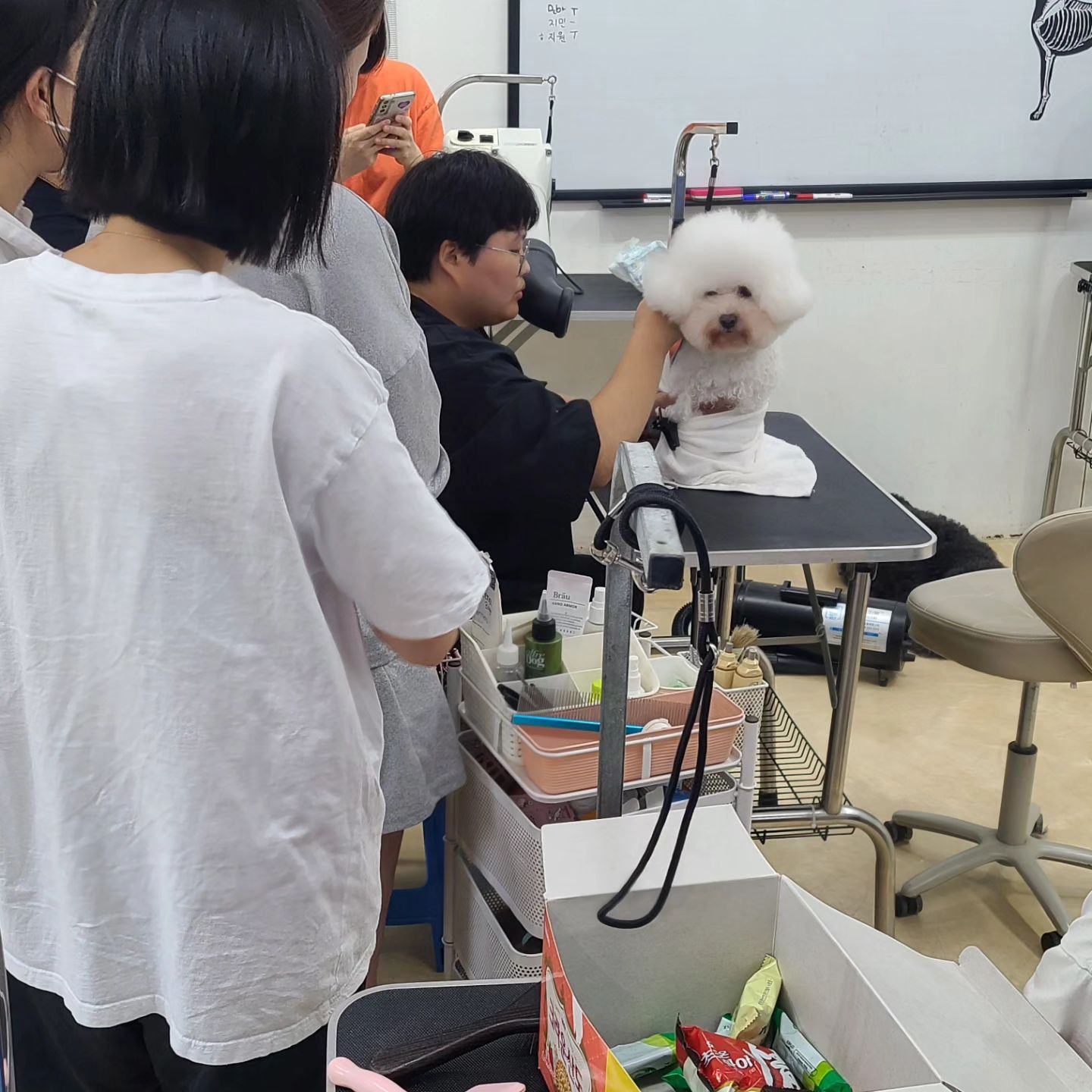 #양주애견미용학원
#원장직강

쌤들 미용 노하우 배우는날!
실장님의 한시간안에 두마리 클리핑하기 /비숑 하이바
지민쌤의 샴푸 드라이 잘 하는 방법/ 블로어 드라이

필드미용사인 쌤들이라 할 수 있는
양주애견미용학원 실무 수업😃

유익한 시간 되셨길 바랍니다 🤗
(다음주부터는 두마리씩 클리핑 해봐요♡)
.
 ✔️ 자격증 준비기간 동안에도 실무수업/펫미용 수업을 함께 진행합니다
✔️ 소수정예 1:1 개별수업으로 진행됩니다 
.
#원장님직강 #김형종교수님
#개인지도 #실견수업학원
#애견미용사자격증
.
#애견미용사2급 #애견미용사3급
#의정부애견미용학원 #동두천애견미용학원 #포천애견미용학원 #파주애견미용학원
#애견미용학원 #애견연맹 #위그램클립 
#개인교습 #애견미용개인교습 #대형견미용
#꿈나무애견미용실 #양주애견미용
