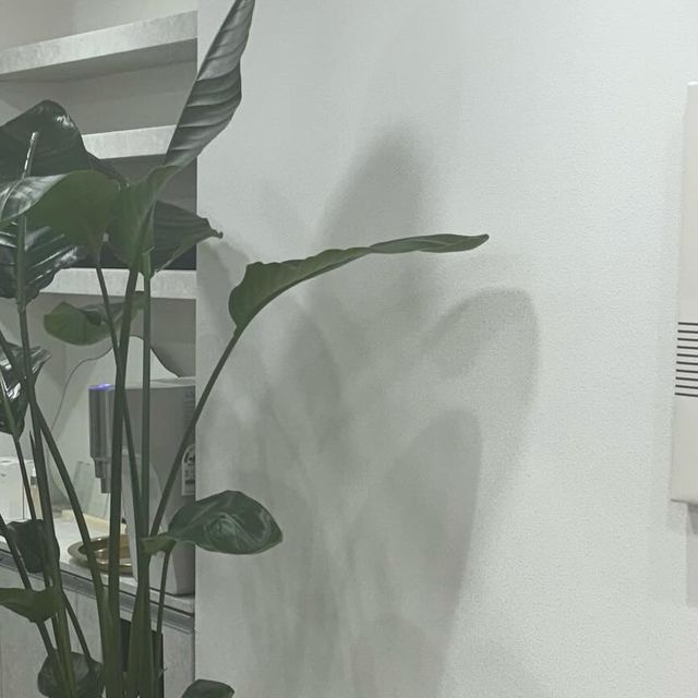  yoon minju on Instagram: "🩶처음 방문하게 된 한의원 후기💉🩶

강남 구청쪽에 위치한 한의원에 기회가 되어 방문하게 되었어요:)
안면 비대칭이나 힙업개선등 전문적으로 이루어지고 있었어요.

제가 이번에 받게된 안면비대칭 시술은 침으로만 진행되며,한의학 공부만 10년동안 하신 선생님이 매번 사진을 보고 맞게 혈자리에 침을 놓는 형태로 진행되었어요.

얼굴 축소를 목표로,
오른쪽 광대만 축소된 것이 아니라 왼쪽 광대와 턱라인도 함께 슬림하게 윤곽관리까지 바로 잡아주셨어요.

솔직히 처음에는 다르다고 느껴지지도 않고 맨날 보던 얼굴이니까 변화하는 것도 잘 모르겠고 그랬는데, 프로그램을 이용하여 얼굴 변화를 좀 더 자세히 관찰해보니 많이 달라졌더라고요.
(사진 첨부해둘께요:))

아직 6회차밖에 안되었는데 이정도 변화가 생겨서 조금 놀라웠어요:)
얼굴비대칭 수술로 하면 많이 아프고 힘들다고 들었는데 침으로 하니까 저는 별로 아프지도 않고 편안히 치료 받었던 거 같아요😆
친절하게 잘 안내해주시면서 해주셔서 치료 받는 내내 좋은 기분으로 끝내며 돌아갔던 기억들 뿐이네요ㅎㅎ
내부도 깔끔하고 조용해서 잠이 솔솔 오는 곳이었어요😅❤️

혹시 안면비대칭으로 고민하고 있는데 아픈것은 너무 싫으신 분이나 적은 후유증으로 컴플렉스 극복을 원하시는분께 강력 추천드릴께요오😎❤️

저는 마저 치료 잘 받고 한번 더 소식 전하러 올께요오😍

(병원에 대해 궁금하신 다른 부분이나 좀 더 자세한 후기가 듣고싶으신분은 디엠 쥬세여ㅕ 언제든 환영하깨여ㅕ)"