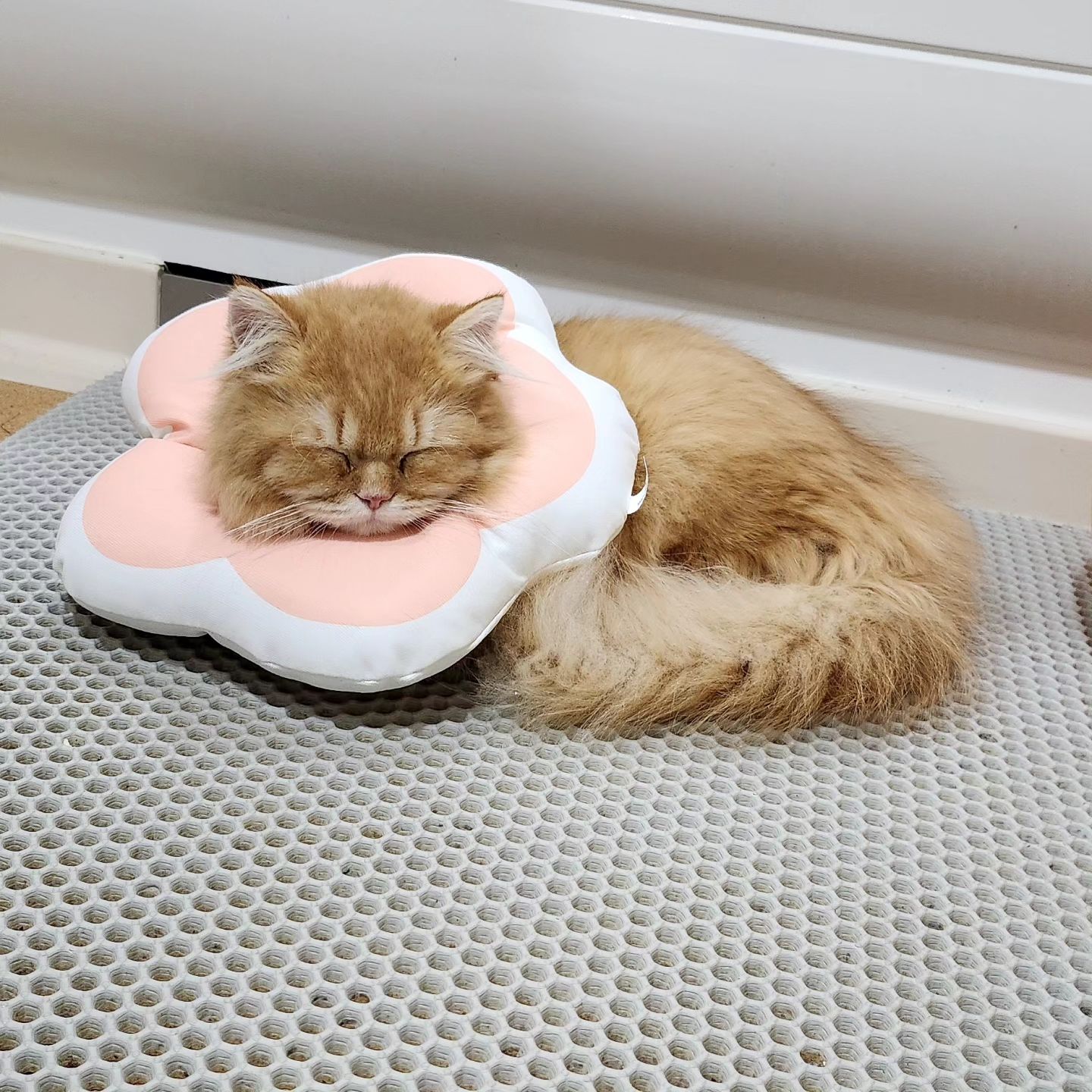 😿
