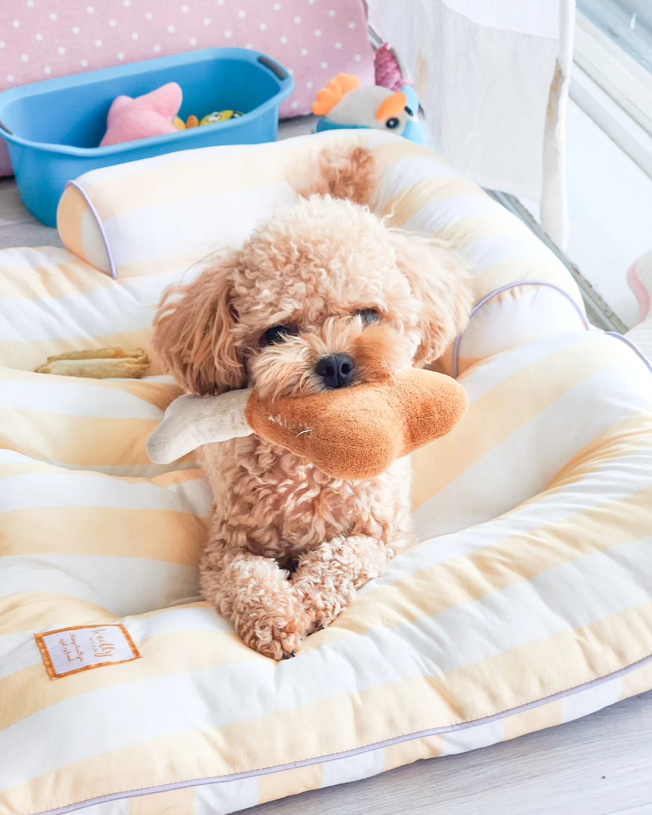 🐶 .

오늘의 내사랑 🩷 .

밖은 너무너무너무 더우니 에어컨 풀가동하고 집에서 .

인형놀이 2948472840602819 번
양말물기 1029485625285960 번 
잠깐 졸기 10분? ㅋㅋㅋㅋ😂 .

다시 인형놀이 - 양말훔쳐오기 - 인형놀이 - 양말훔쳐오기 
무한 굴레 ㅋㅋㅋㅋㅋㅋ 🤣🤣🤣🤣 .

그래도 최고로 사랑해❤️ .

.
.
.

#애견스타그램 #멍스타그램 #반려견
#댕댕이 #호두 #말티푸 #멍팔 #반려가족
#강아지 #강아지일상  #호두일상 #인천말티푸
#오늘의강아지 #doggy #doglife #instadog #maltipoo #cutedog #dogstagram
#말티푸그램 #petstagram #like #인천강아지
#인천맘 #동인천 #신포동 #댕스플라워케이크