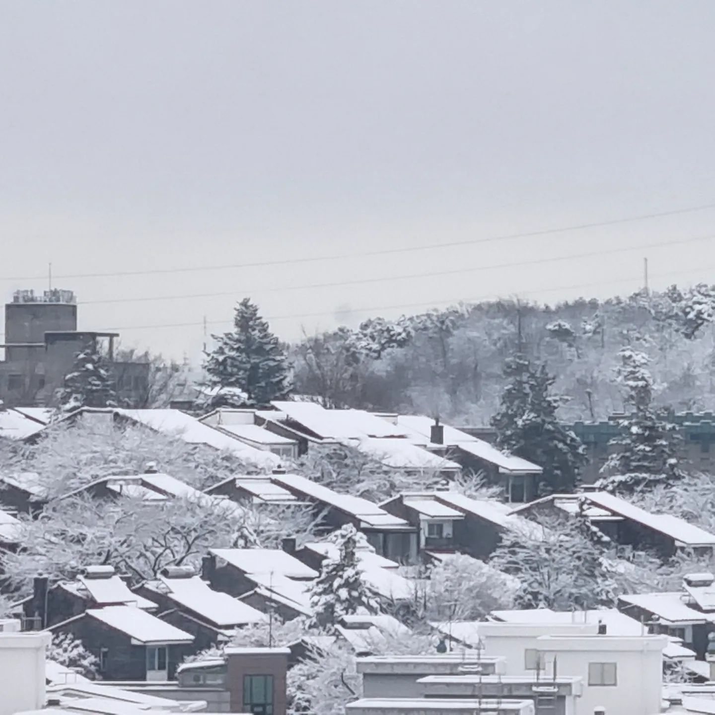 자고 일어나니 겨울왕국🤍❄️

오늘은 산책말구 집에서 쉬쟈 욤아
사과 한입해~~🍎🍌

#요미꿀떡 #혀낼름