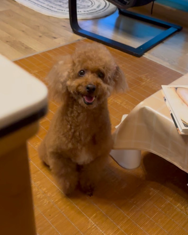 시골개 탈출🐶💙