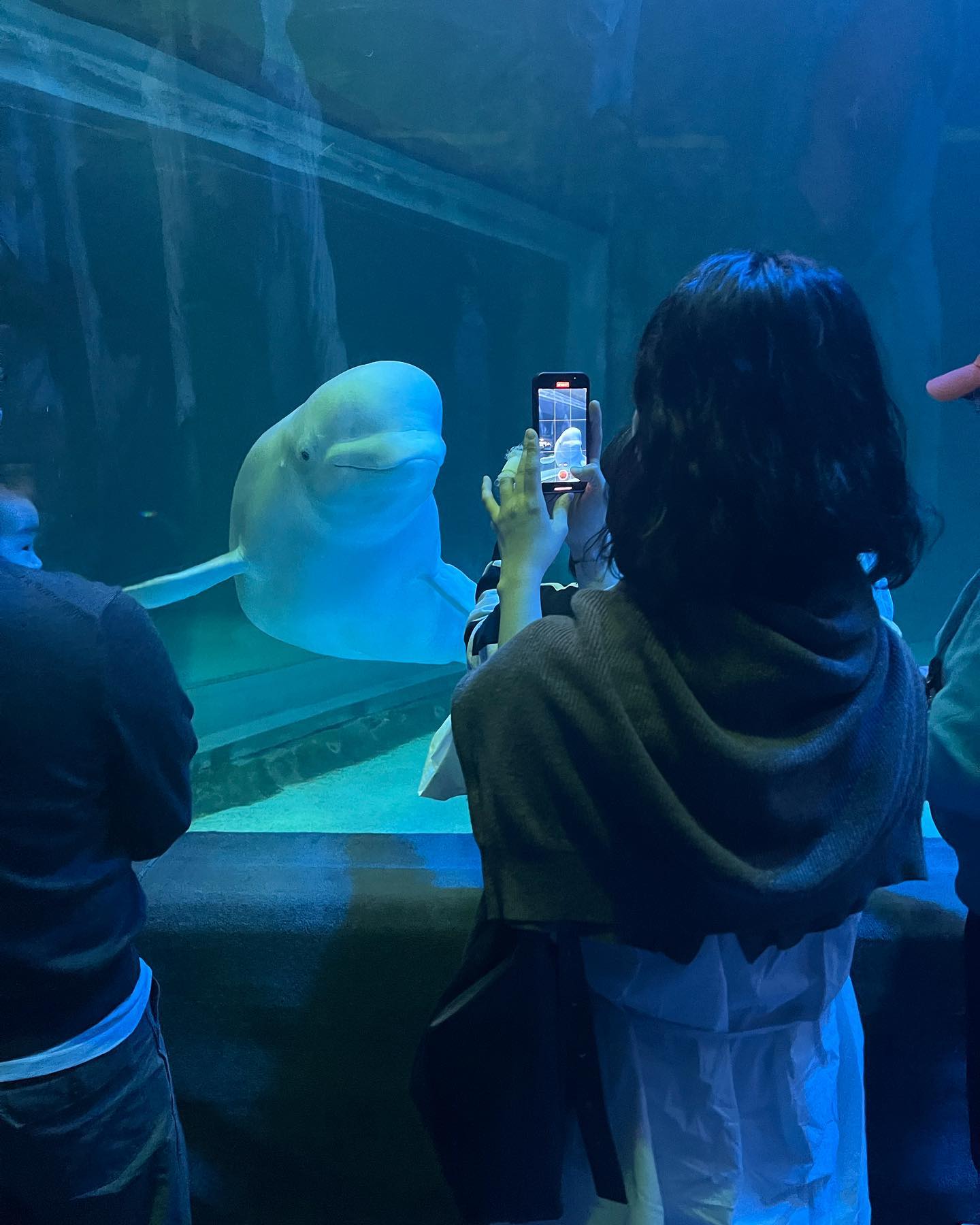 오랜만에 물멍🐬ྀི 
벨루가는 아이 앞에만 머무는데
아이가 귀여운지 꿀떨어지게 쳐다본다✨

너가 더 귀여워 ྀི 

#아쿠아리움
