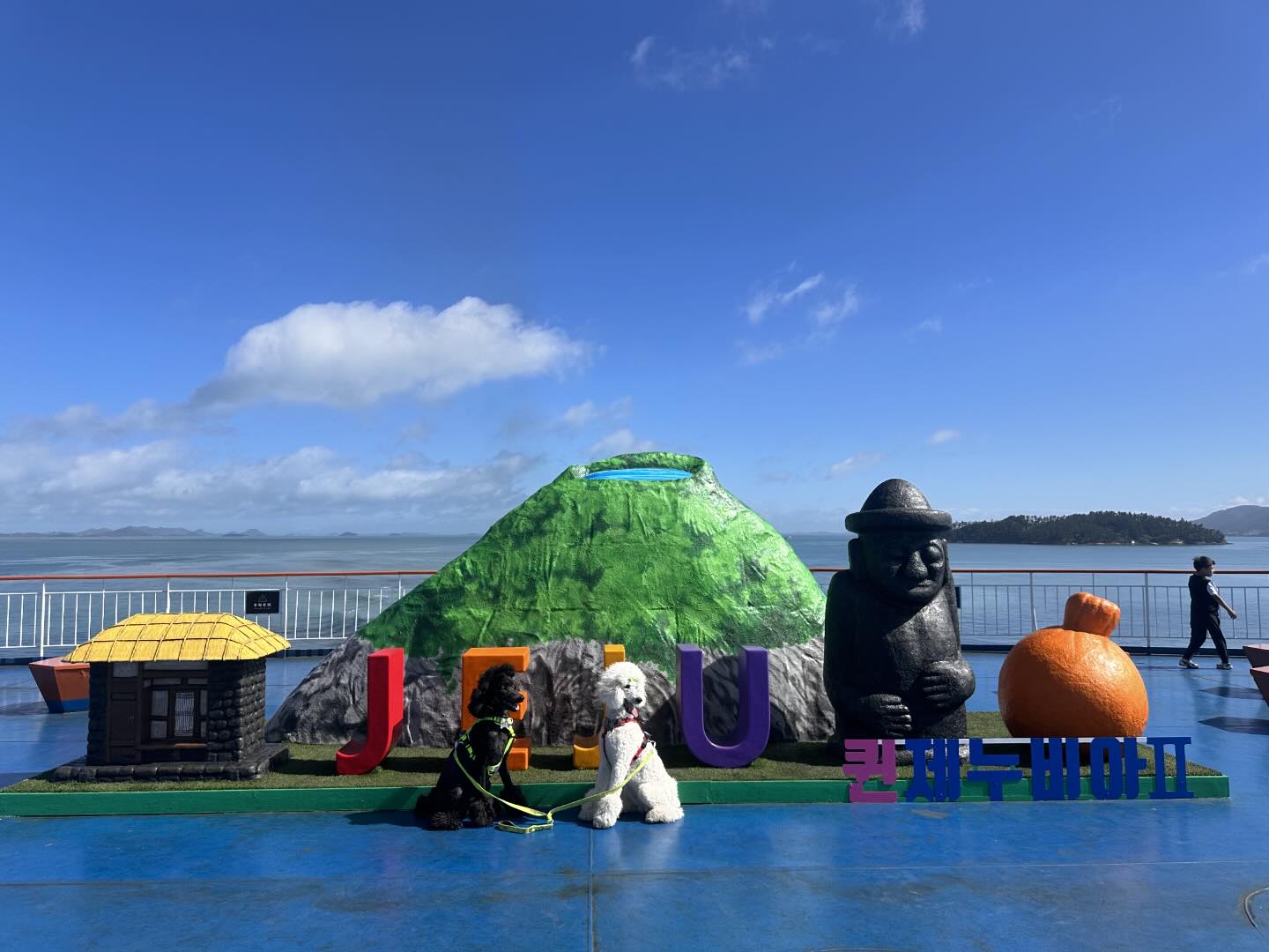 우리 푸푸 주노만 행복하다면 뭐!!!! 어디든 가보겠어🩵💛 #제주도
