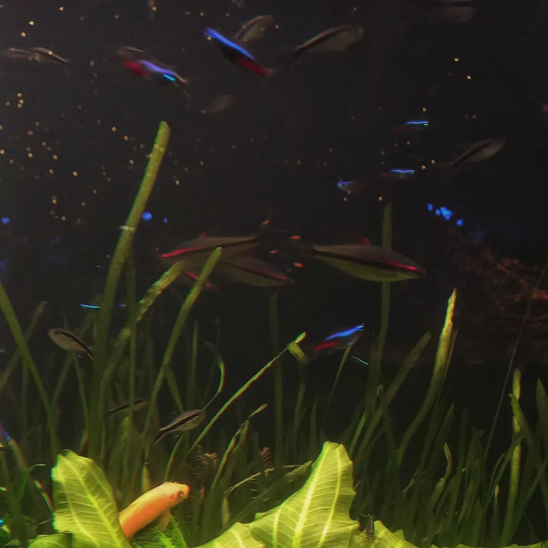 🐠