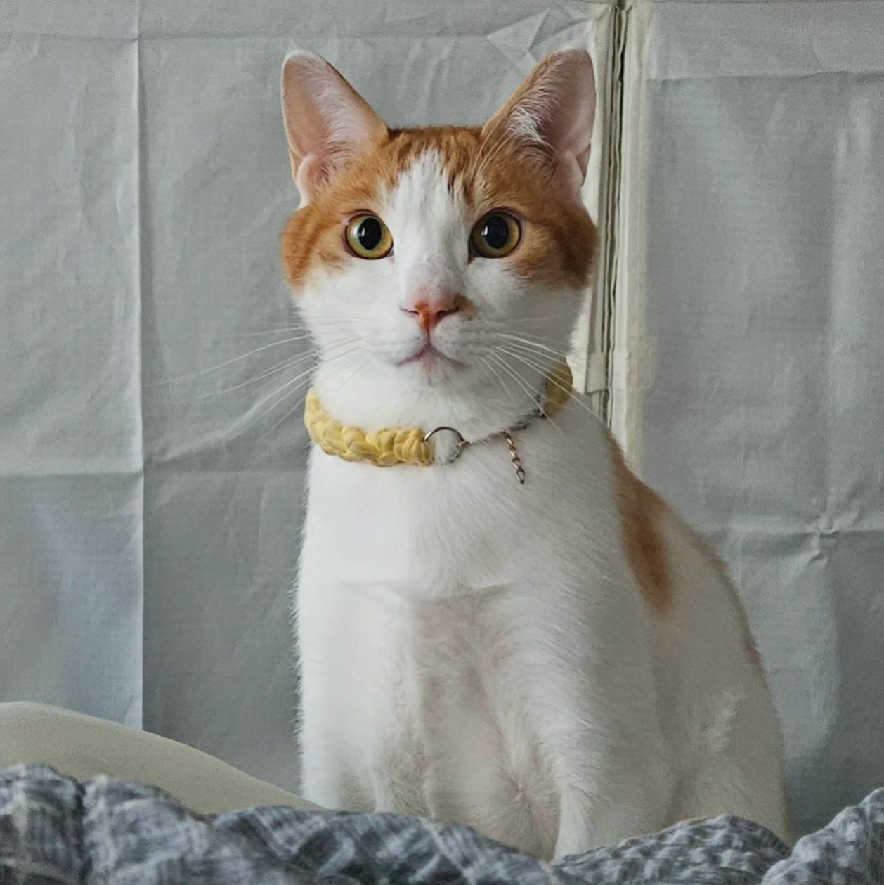 ⠀
💁🏻‍♀️ 고갱님~ 조금만 웃어보실게요~
😺 이르케요!?