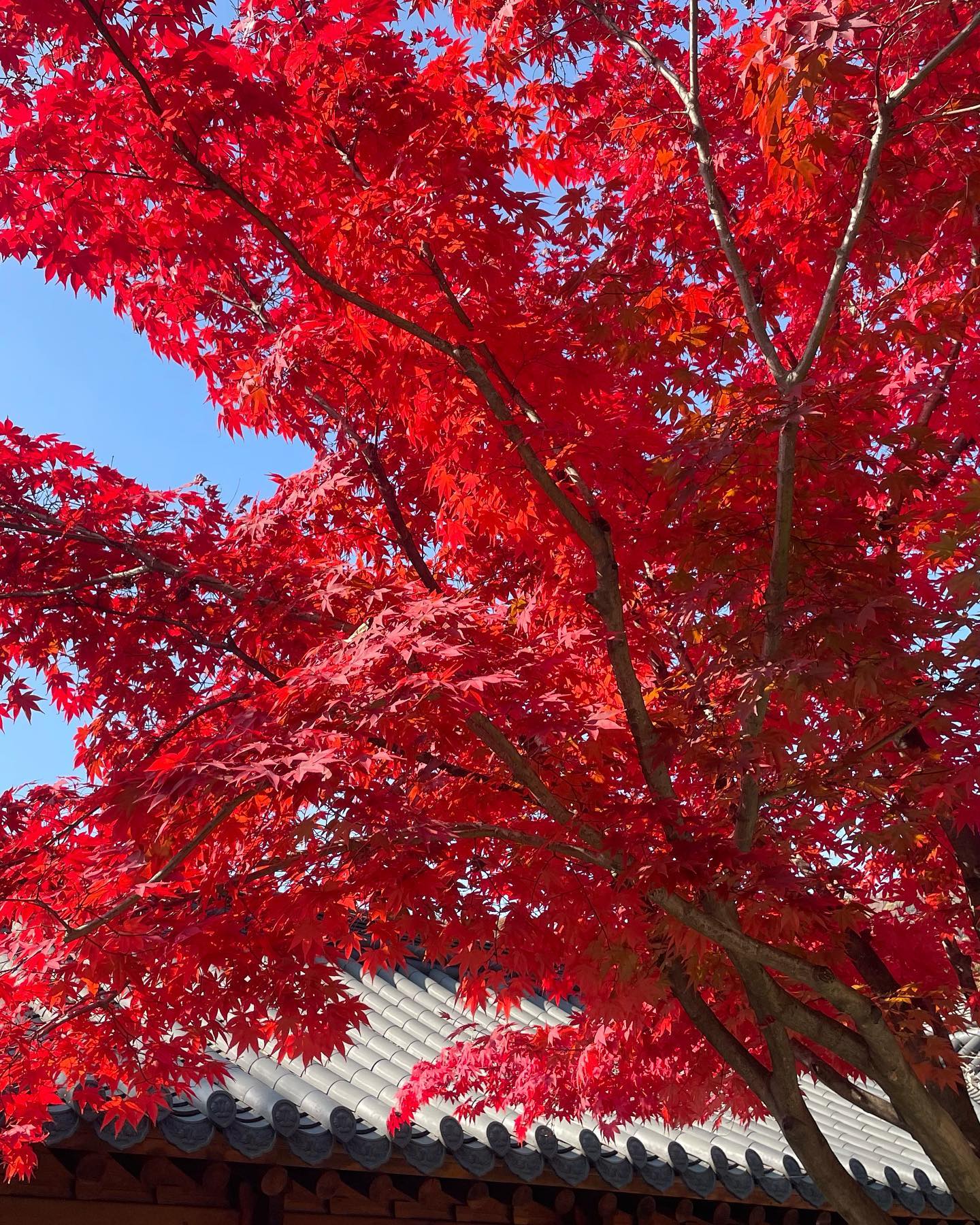 RED❤️ #화담숲
숨겨진 사진 맛집 발견🍁

#가을 #단풍 #단풍명소 #단풍여행 #Red #photography #fall #travel