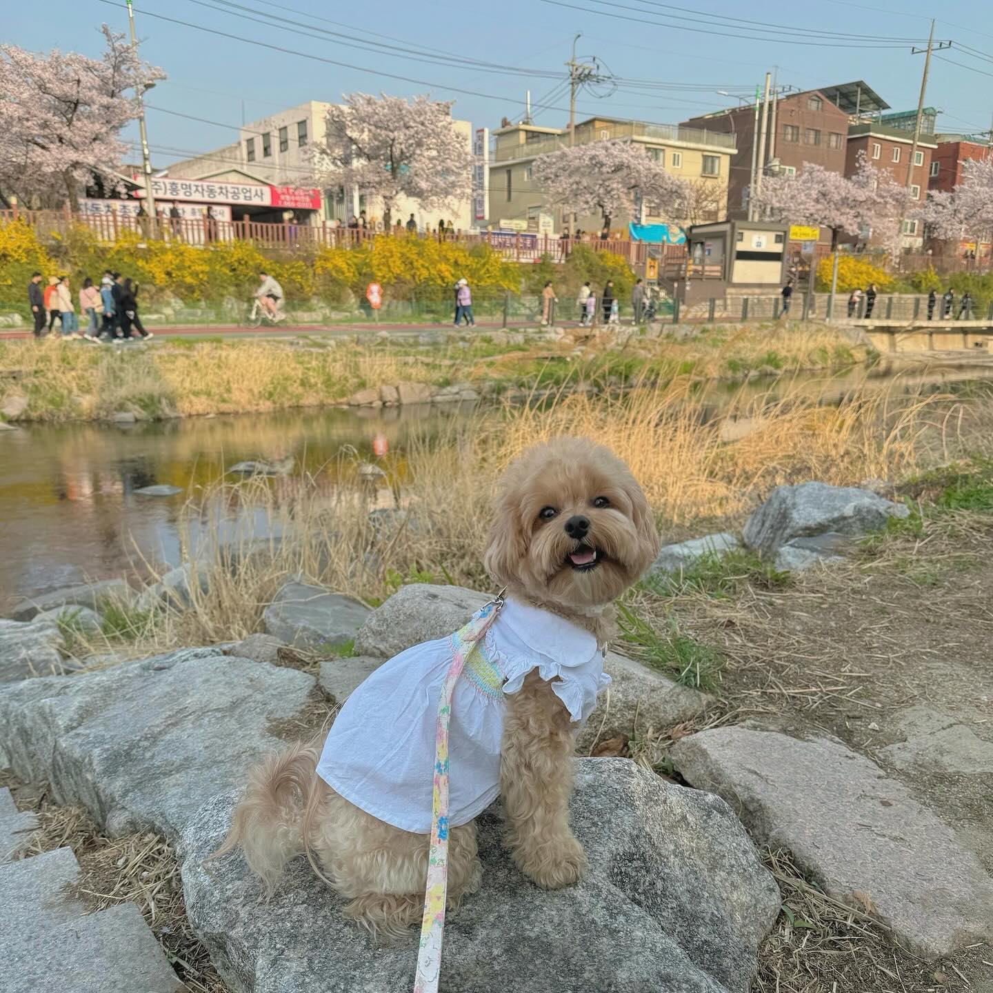 벚꽃 두탕 케케
엄마 햇빛 때문에 눈이 부셔요😖
아니야 ㅜ 칸쵸야 네가 빛나는 거야✨