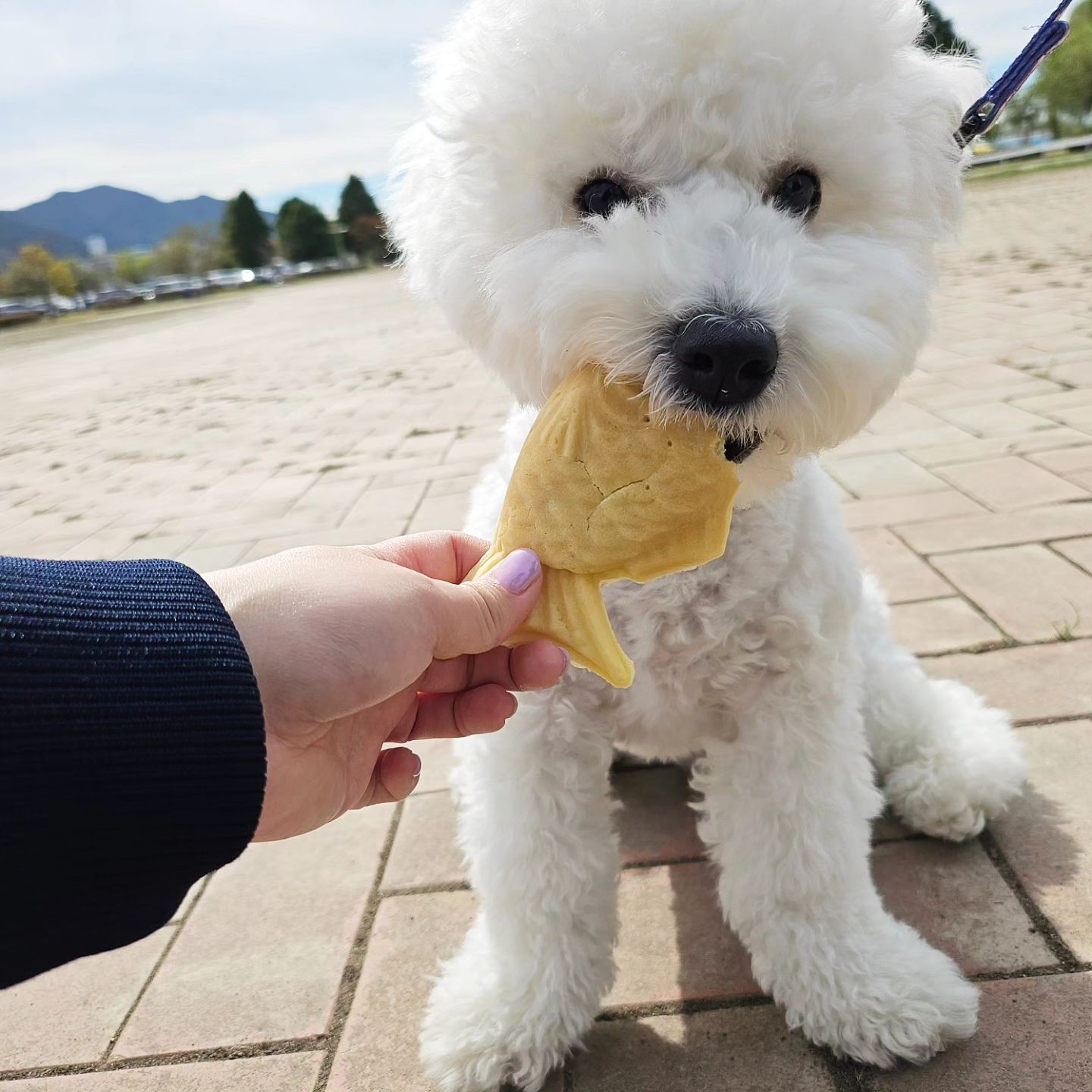 겨울엔 역시 붕어빵이 쵝오👍💖

#강아지붕어빵 #