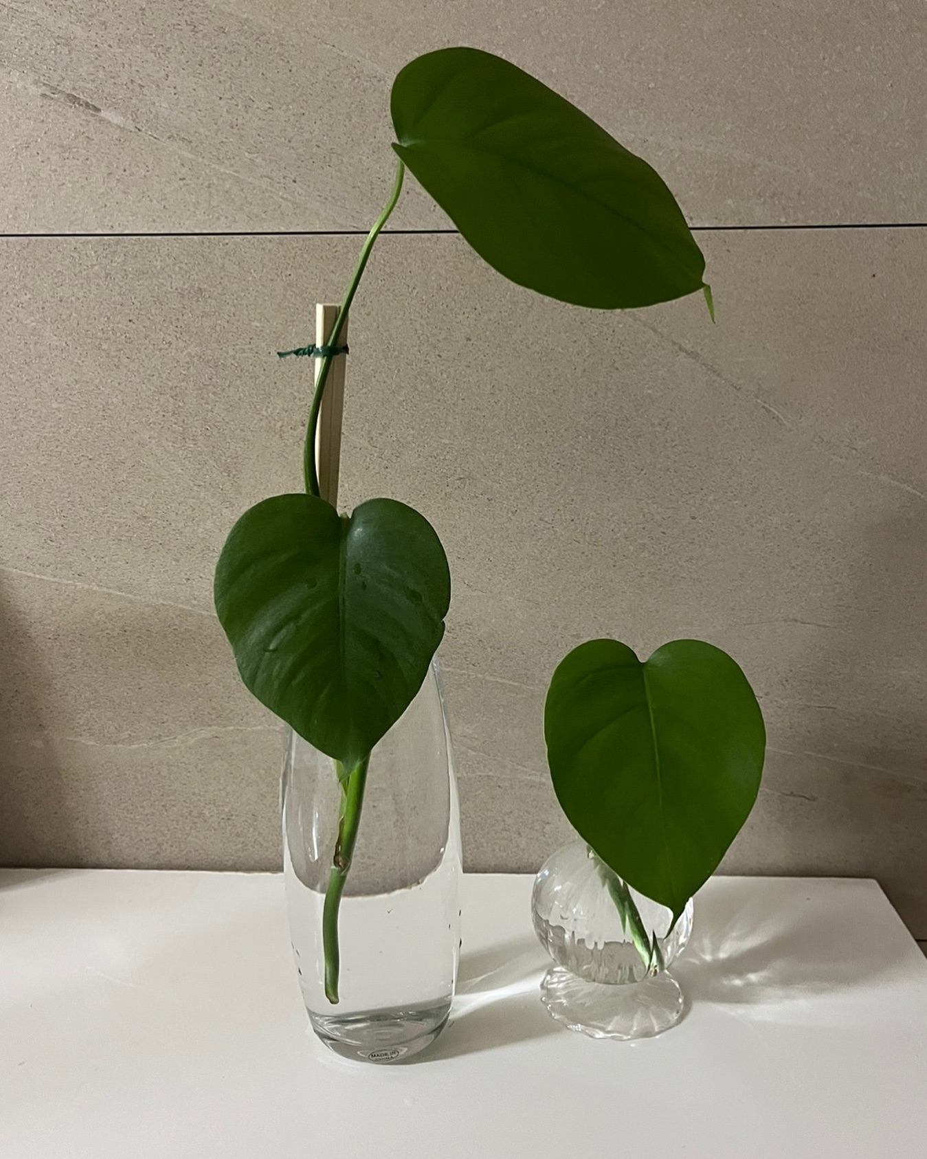 본가에 큰~ 몬스테라가 있는데 너무 지저분하게 자라서 몇개 물꽂이 해두었답니다! 안쓰는 화병도 있어서 꽂아두었는데 나름 인테리어로도 만족 💚