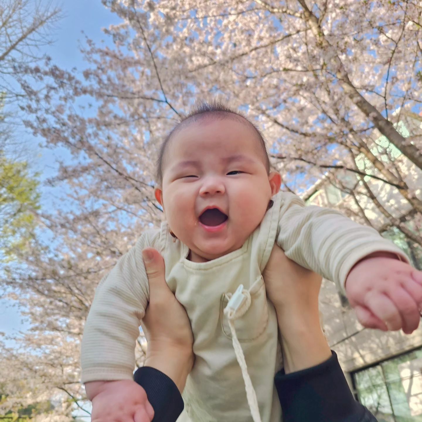 +158
#벚꽃막차
울애기 첫 봄은 참 이쁘다-♡

#식목일 #벚꽃 #봄 #5개월 #아기 #아기그램 #육아그램 #일상 #여수 #여수벚꽃 #여수아기