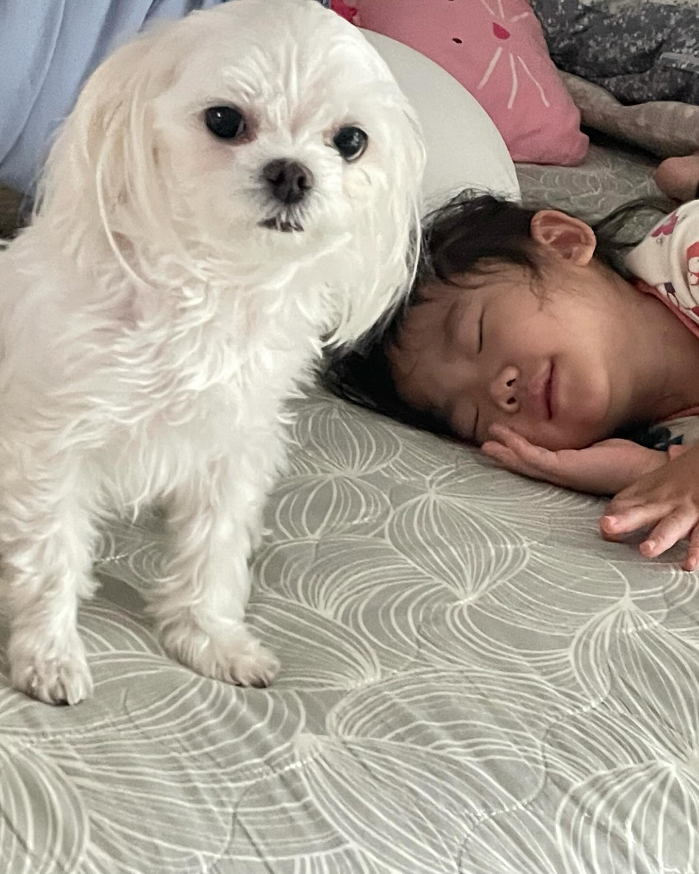 내 주인은 내가 지킨다  지안이 자고 있으면 일어날때까지 지켜주는 귀여운 멍멍이 지안이 일어나면 남이지만 항상 옆에 있는 토리 #토리 #말티즈 #20년쥐띠딸
