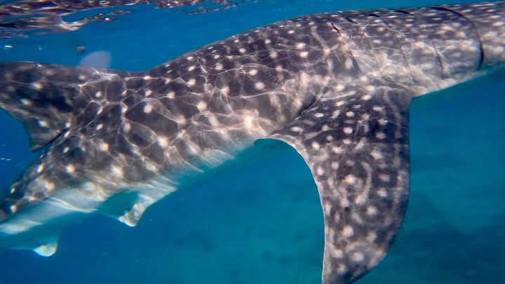🐠🦈🐢🐋