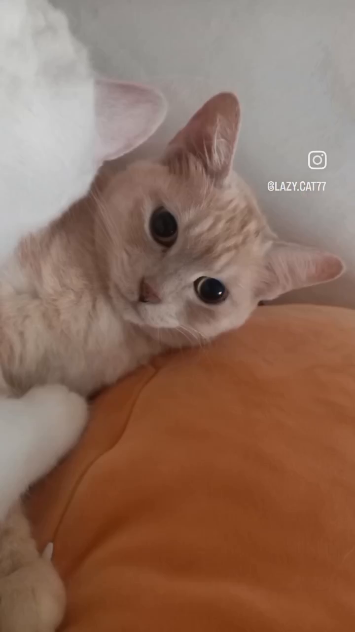 4마리 다 비포.애프터놀이~ 힘드네ㅋㅋ 여기는 설이꺼만~ 나머지는 lazy.cat77 에 있어용~^^