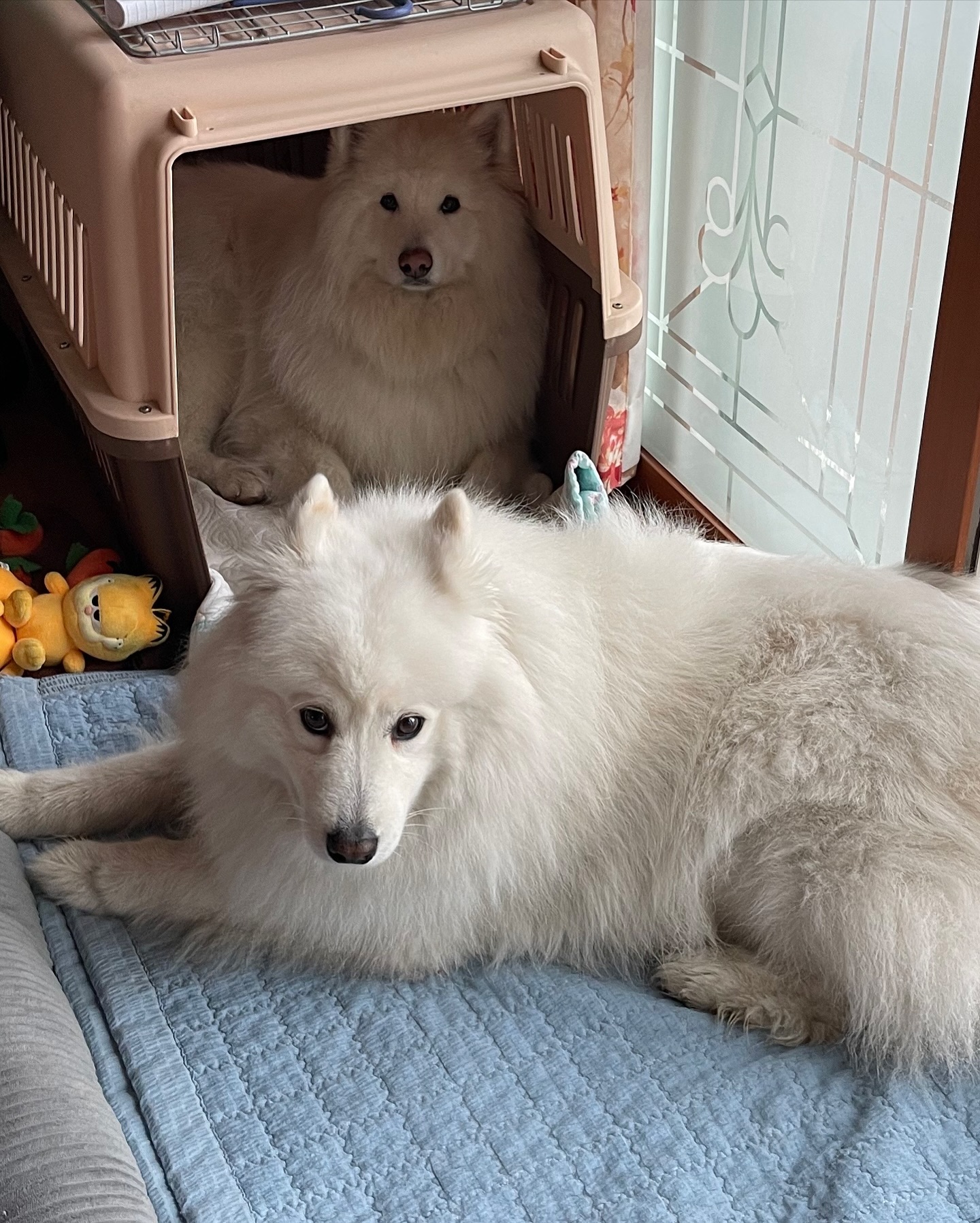 #김가네루이🐶 #사모예드루이 #20240328
떡국이 유치원에 잠시 맡겨진 김루이
근데 지가 더 집 주인 같이 편하게 있넼ㅋㅋㅋㅋㅋㅋㅋ
너무나 다른 성향의 둘

3번째 영상ㅋㅋㅋㅋㅋㅋㅋㅋㅋㅋㅋㅋ
저희 개는 안물어여~~~~^^

비온 뒤에 안젖는 산책지라고 루이 데리러갔는데
거의 계곡이에요ㅎㅎ